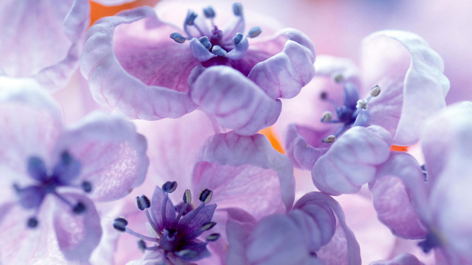 Flowers. Lilac study (30 wallpaper) Смотри Красивые Обои, Wallpaper, Красивые обои на рабочий стол