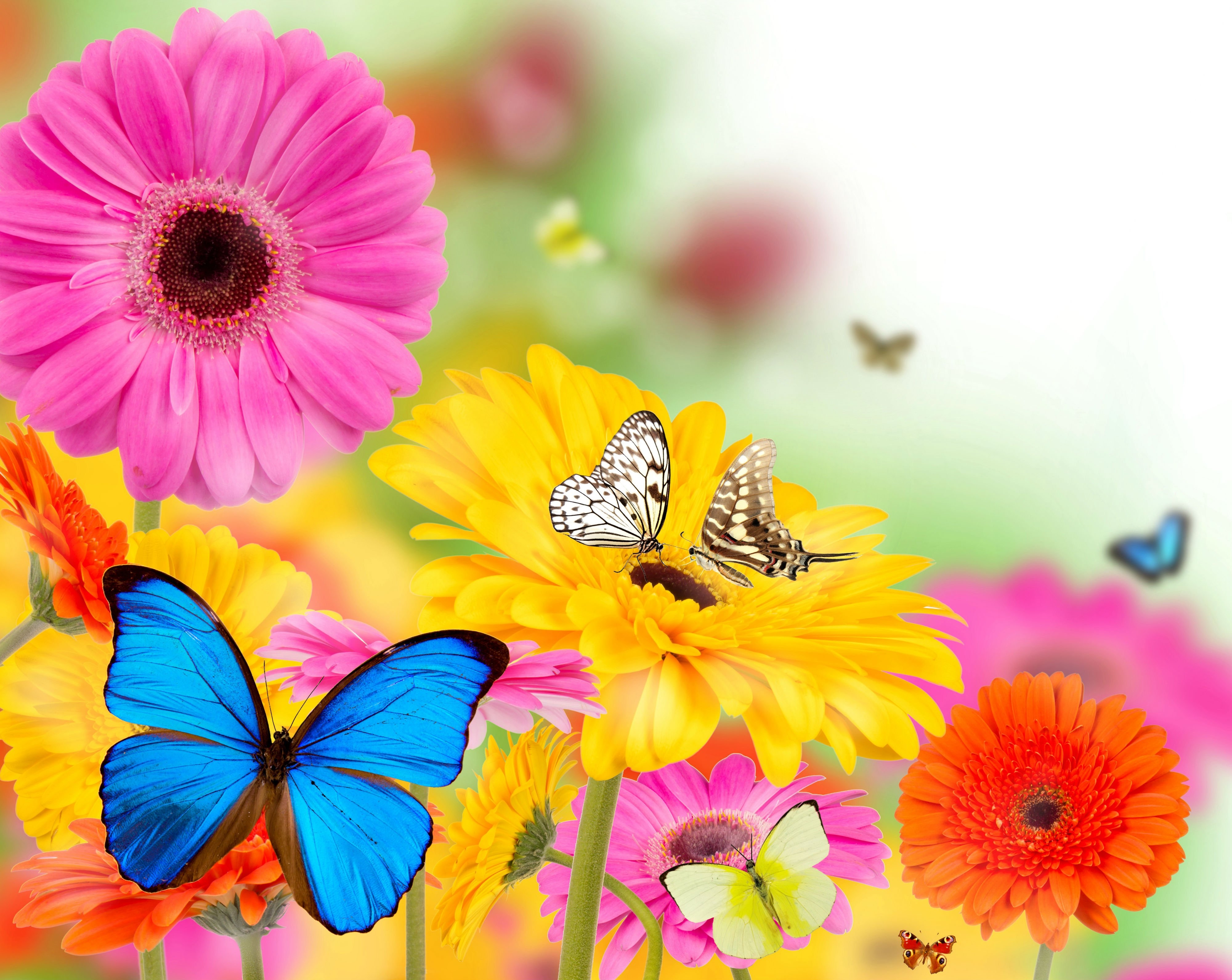 Wallpaper, 4000x3183 px, butterflies, butterfly, flowers, spring, summer 4000x3183