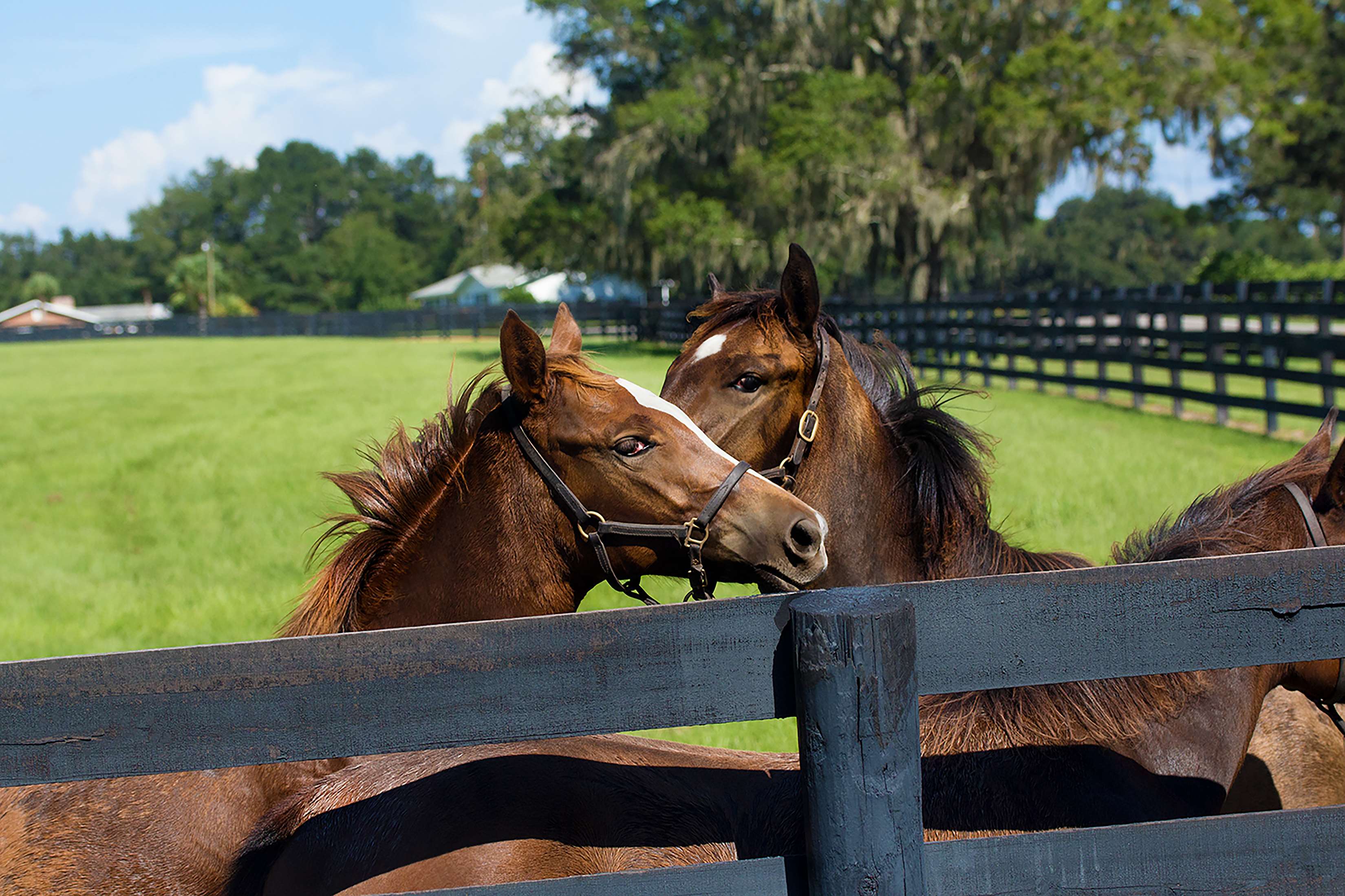 animals, barn, beautiful, brown, country, countryside, farm, grass, horse, summer, wild animals Gallery HD Wallpaper