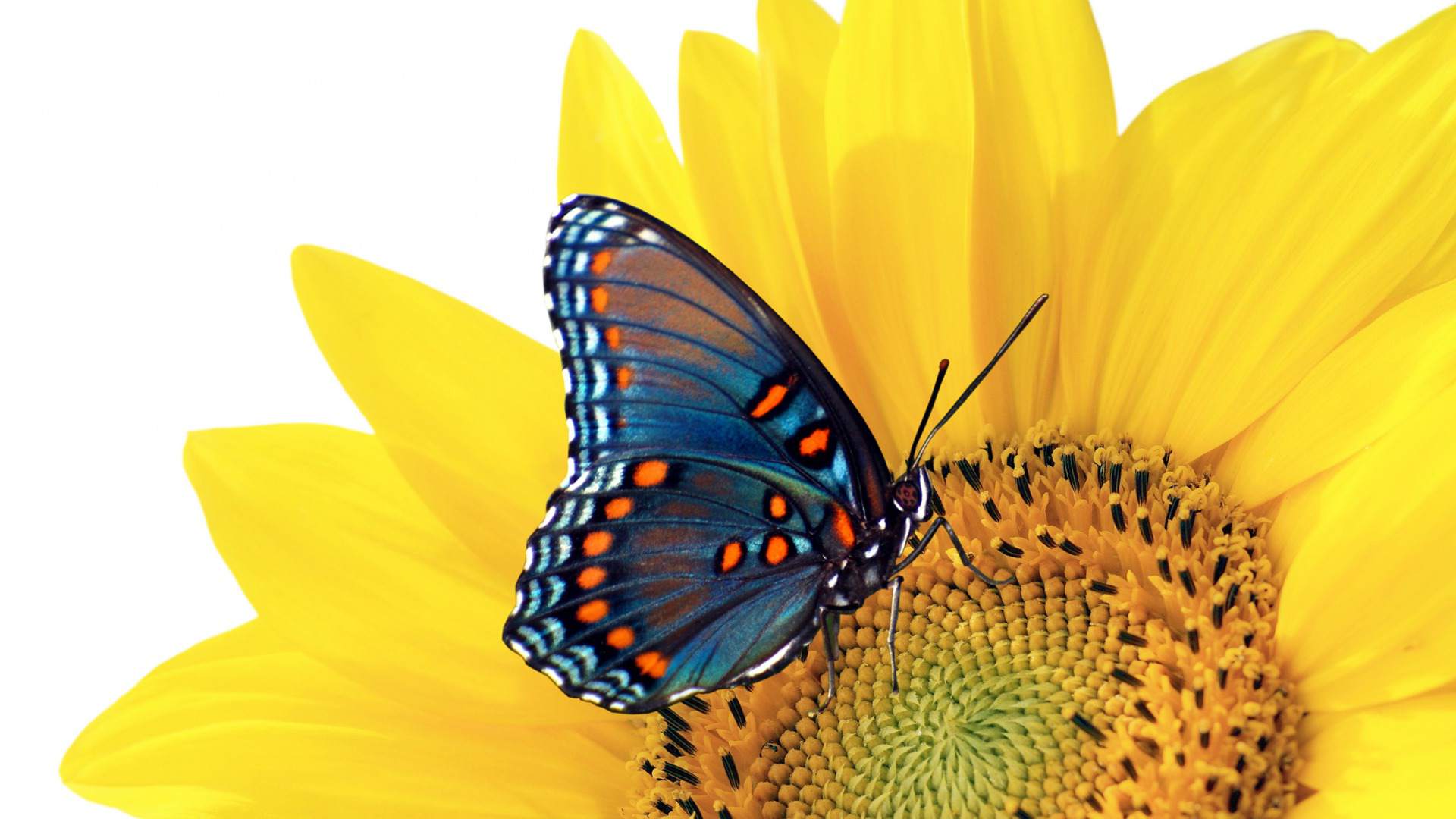 Summer Butterfly Wallpaper