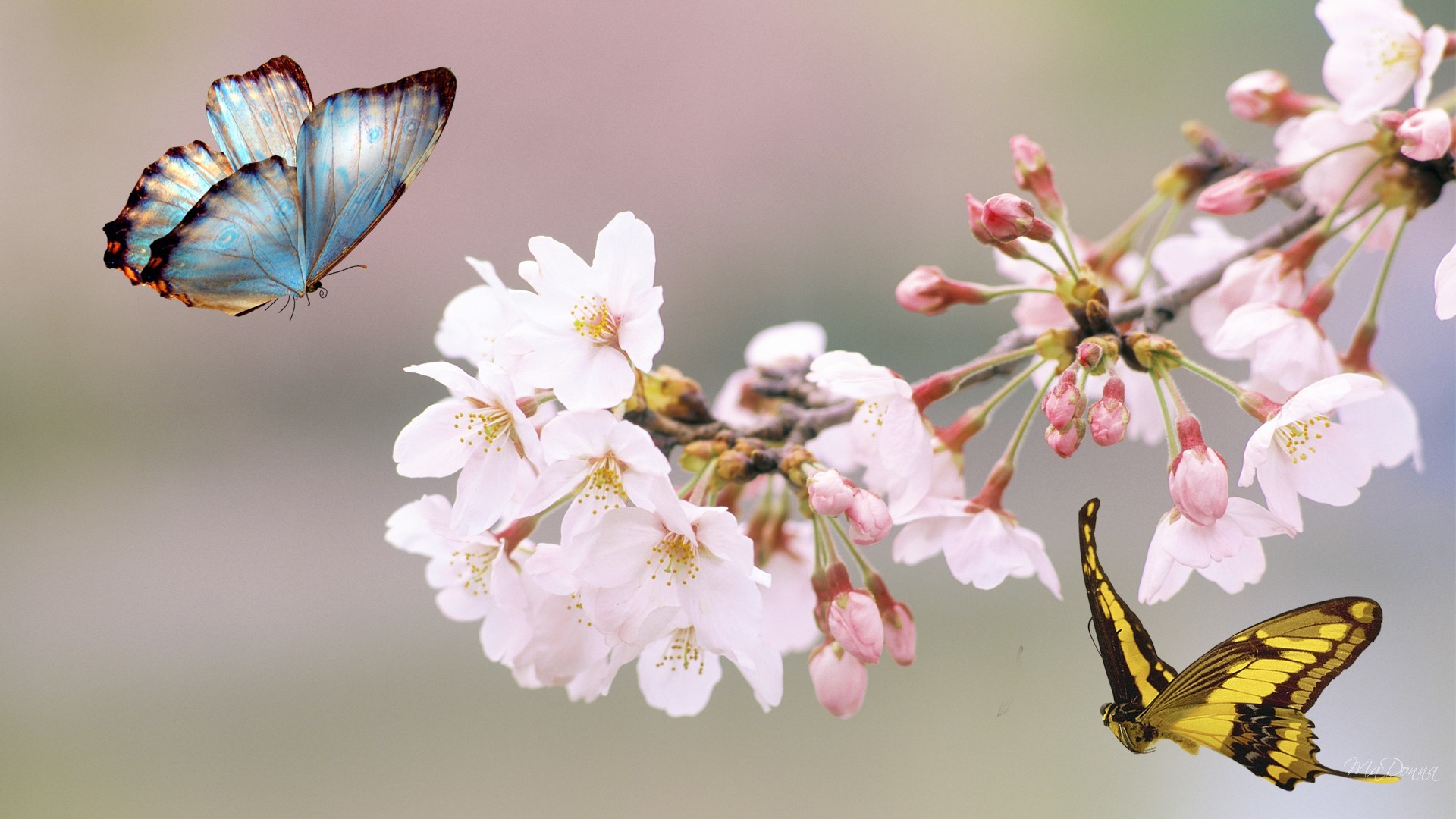 Sakura Tree Butterfly Flowers Japan Summer Free HD Wallpaper Resolution, Filesize, kB, Added on June Tagged, sakura tree