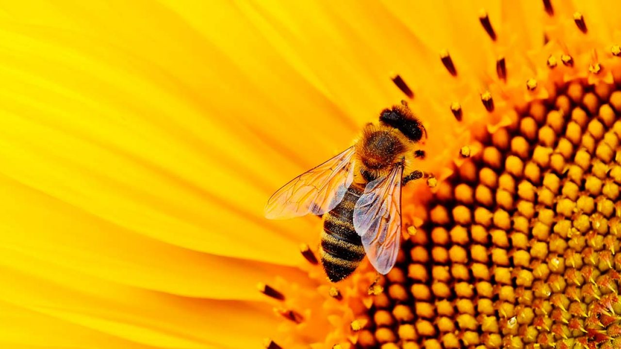 Bees in summer, tips for honey protection