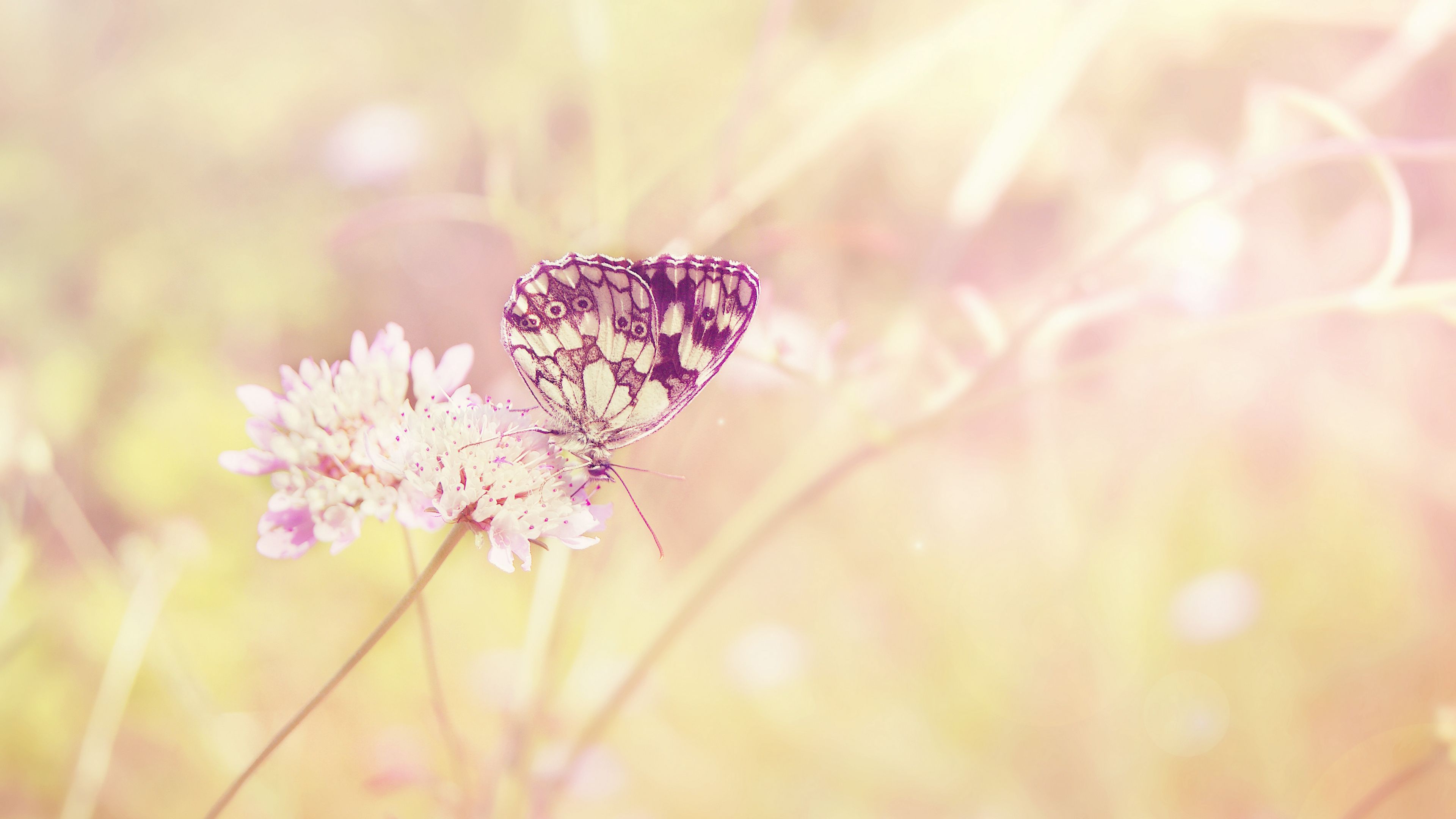 Download wallpaper 3840x2160 butterfly, summer, insect, field, plant, light, sun, color, flower 4k uhd 16:9 HD background