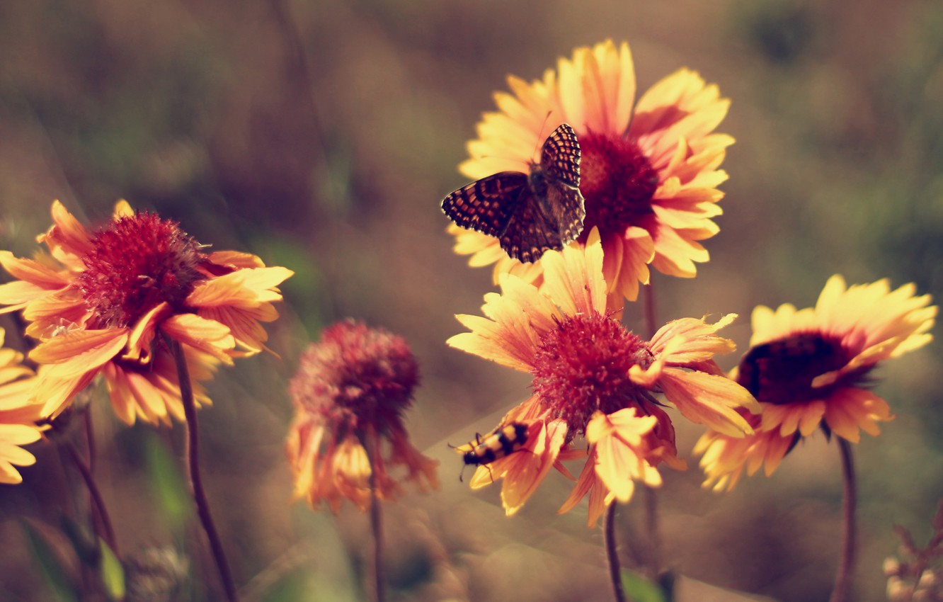 Wallpaper summer, butterfly, heat, Flowers, marigolds, vintage image for desktop, section цветы