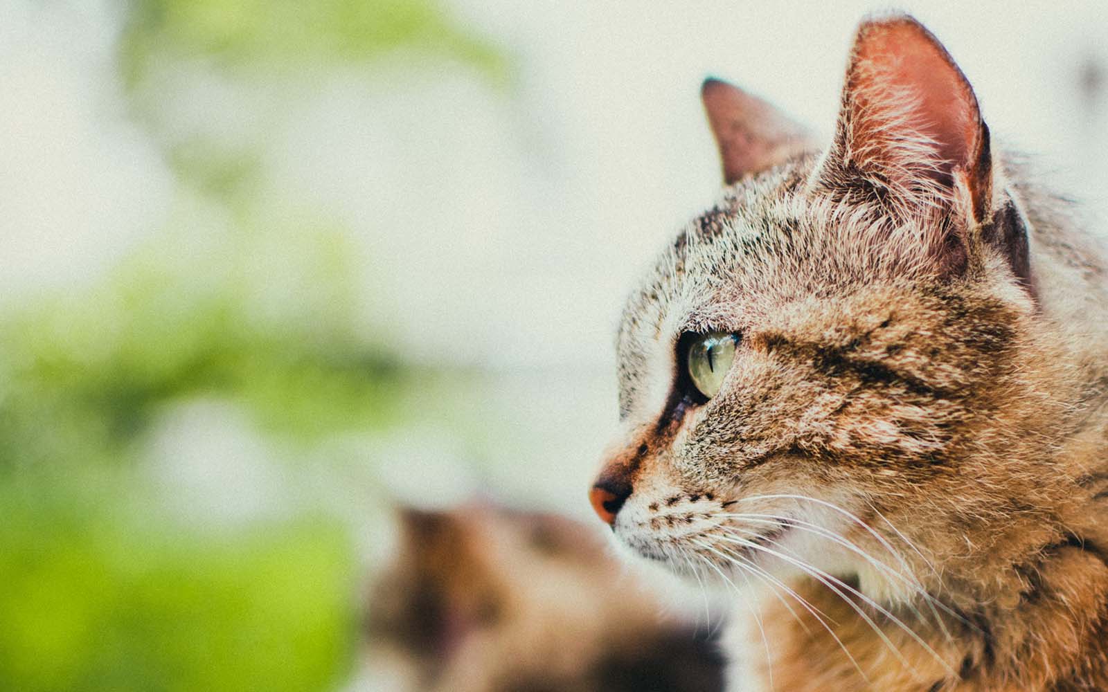 Amazing Desktop Cat Wallpaper June 2020 Edition Like Cats Very Much