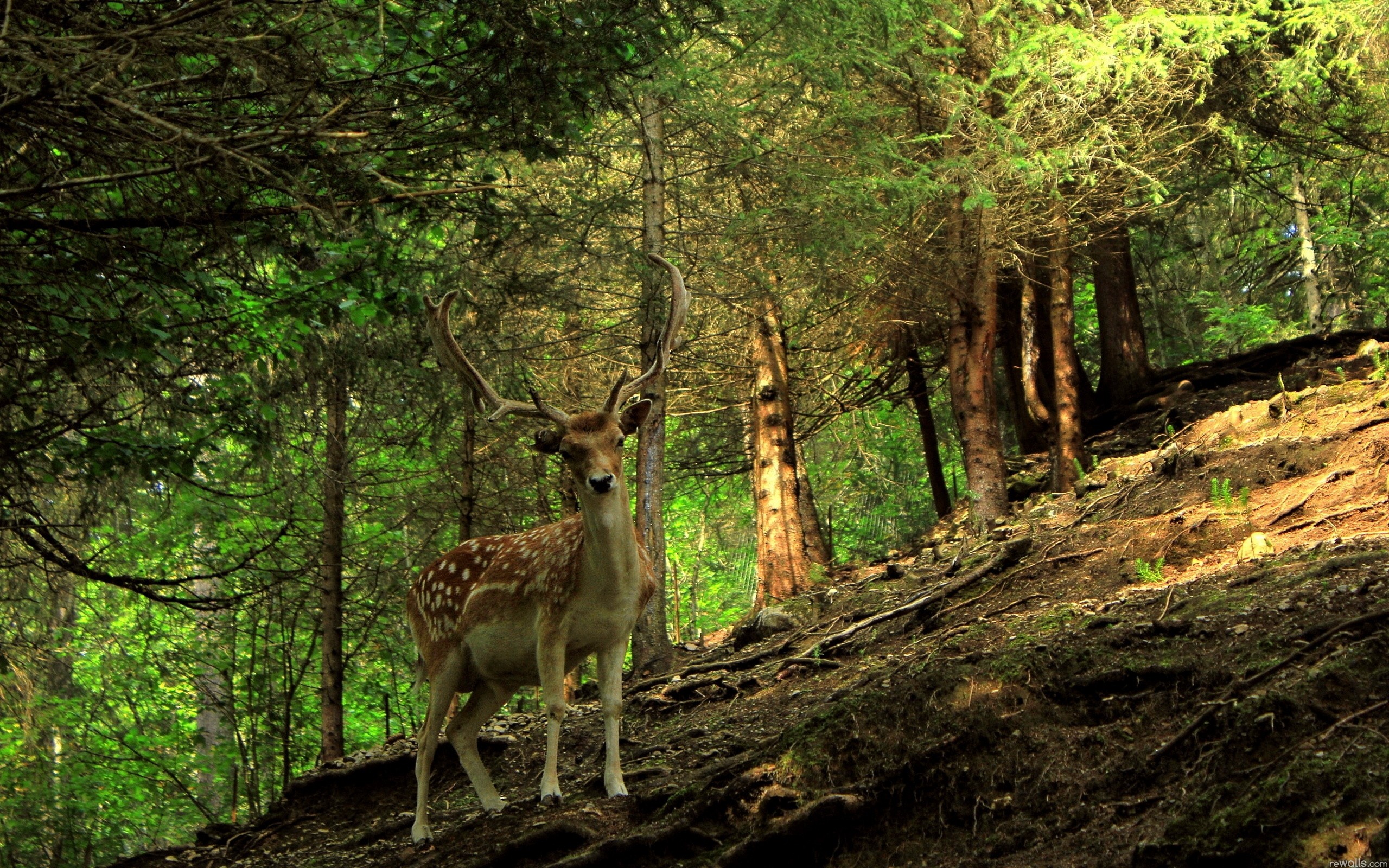 Free download Forest animals deer wallpaper 2560x1600 62540 WallpaperUP [2560x1600] for your Desktop, Mobile & Tablet. Explore Forest Animal Wallpaper. Animal Background, Animal Wallpaper, Forest Wallpaper