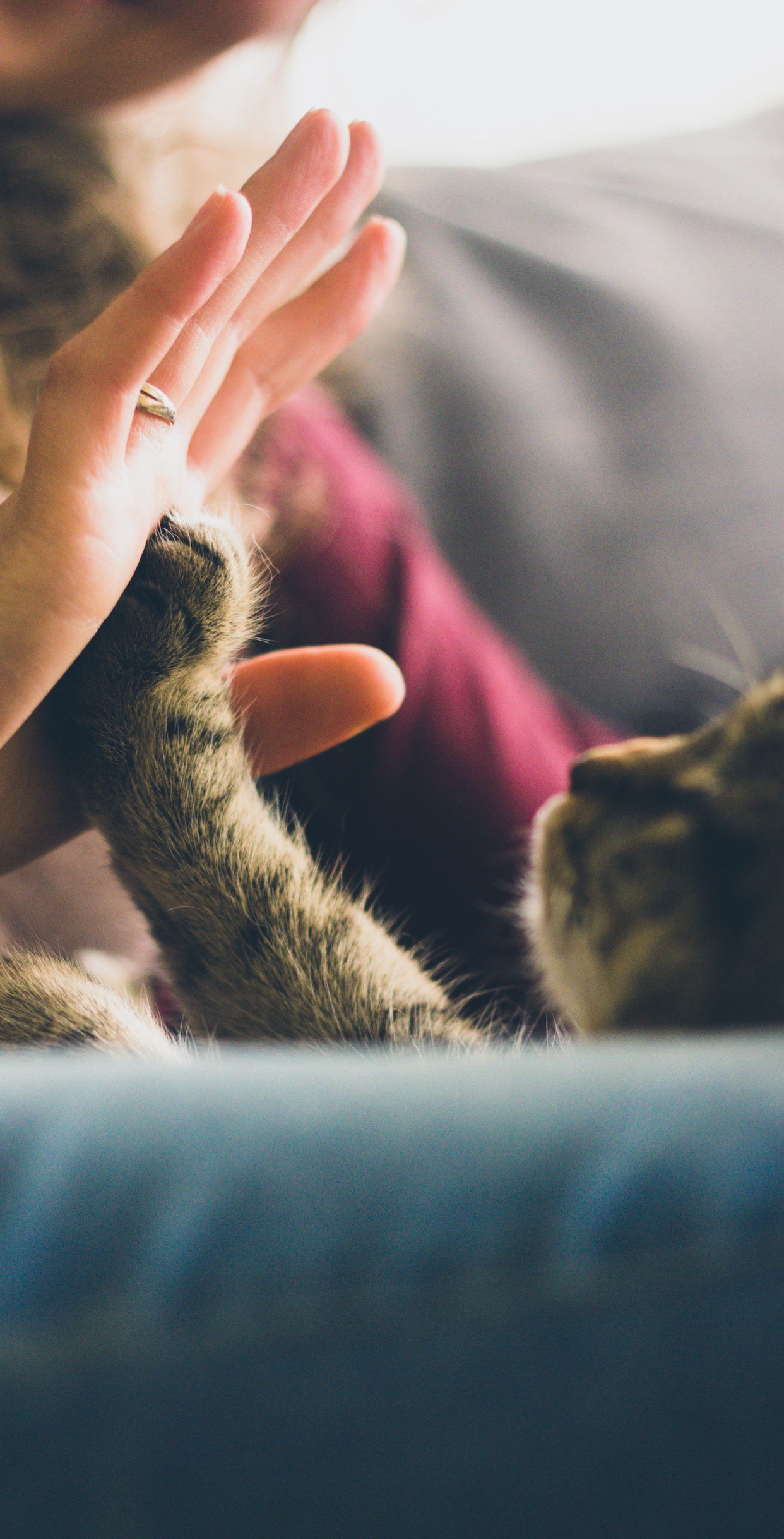 Cute Cat Wallpaper HD For Mobile Phone Like Cats Very Much