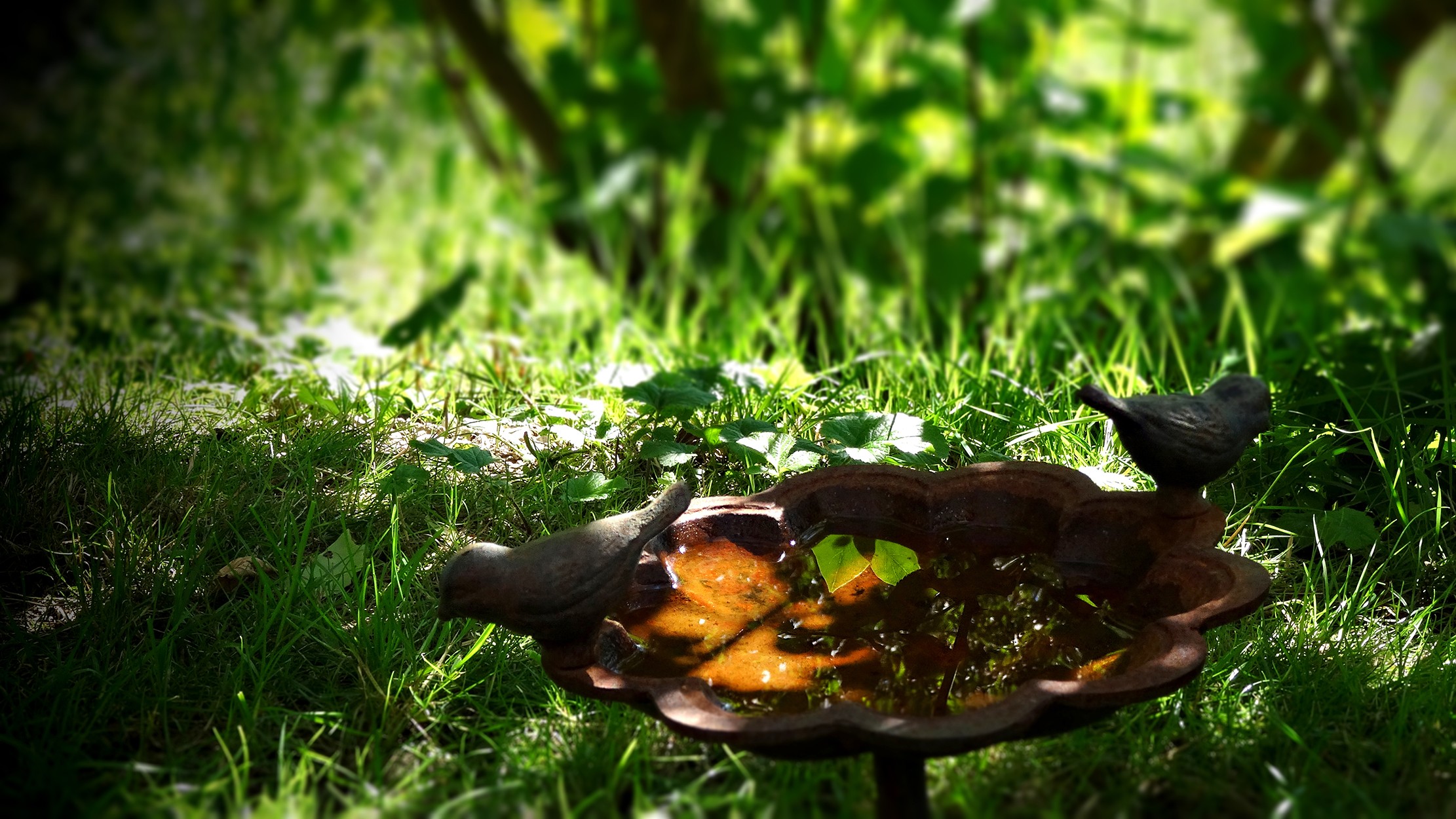 Wallpaper, sunlight, forest, birds, animals, garden, nature, reflection, grass, green, wildlife, statue, summer, jungle, bath, tree, autumn, leaf, flower, flora, fauna, lawn, woodland, habitat, natural environment, macro photography 2222x1250