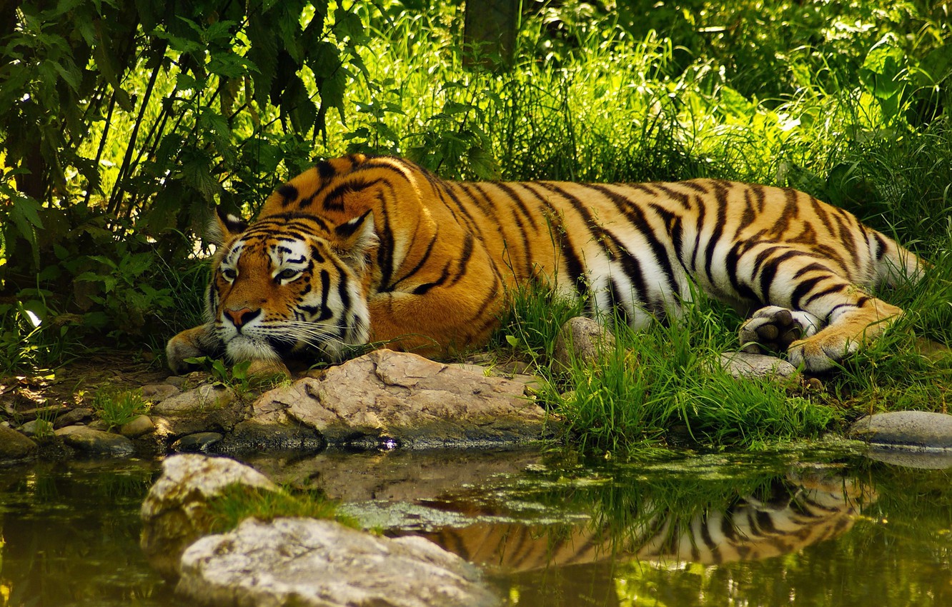Wallpaper Water, Tiger, Summer, Jungle, Jungle, Tiger, Water, Summer image for desktop, section животные