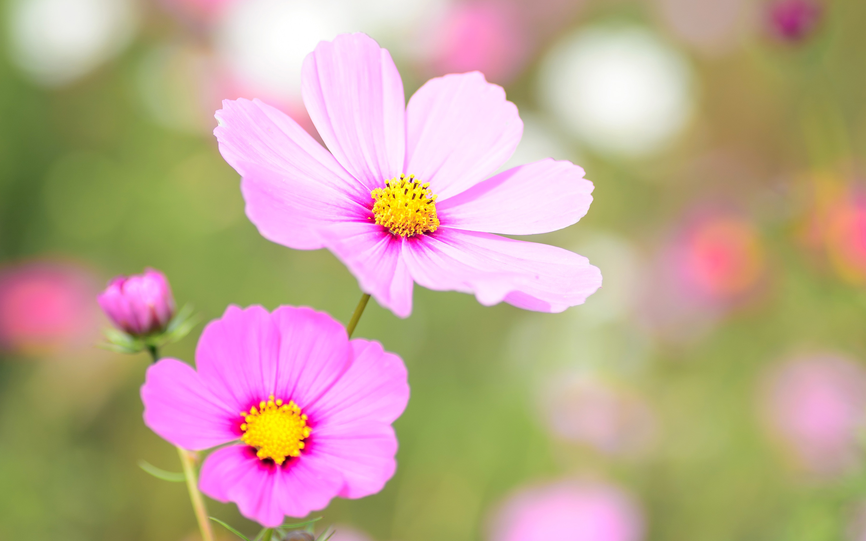 4K Floral Wallpaper Wallpaper.ipad wallpaper 4k wallpaper PC