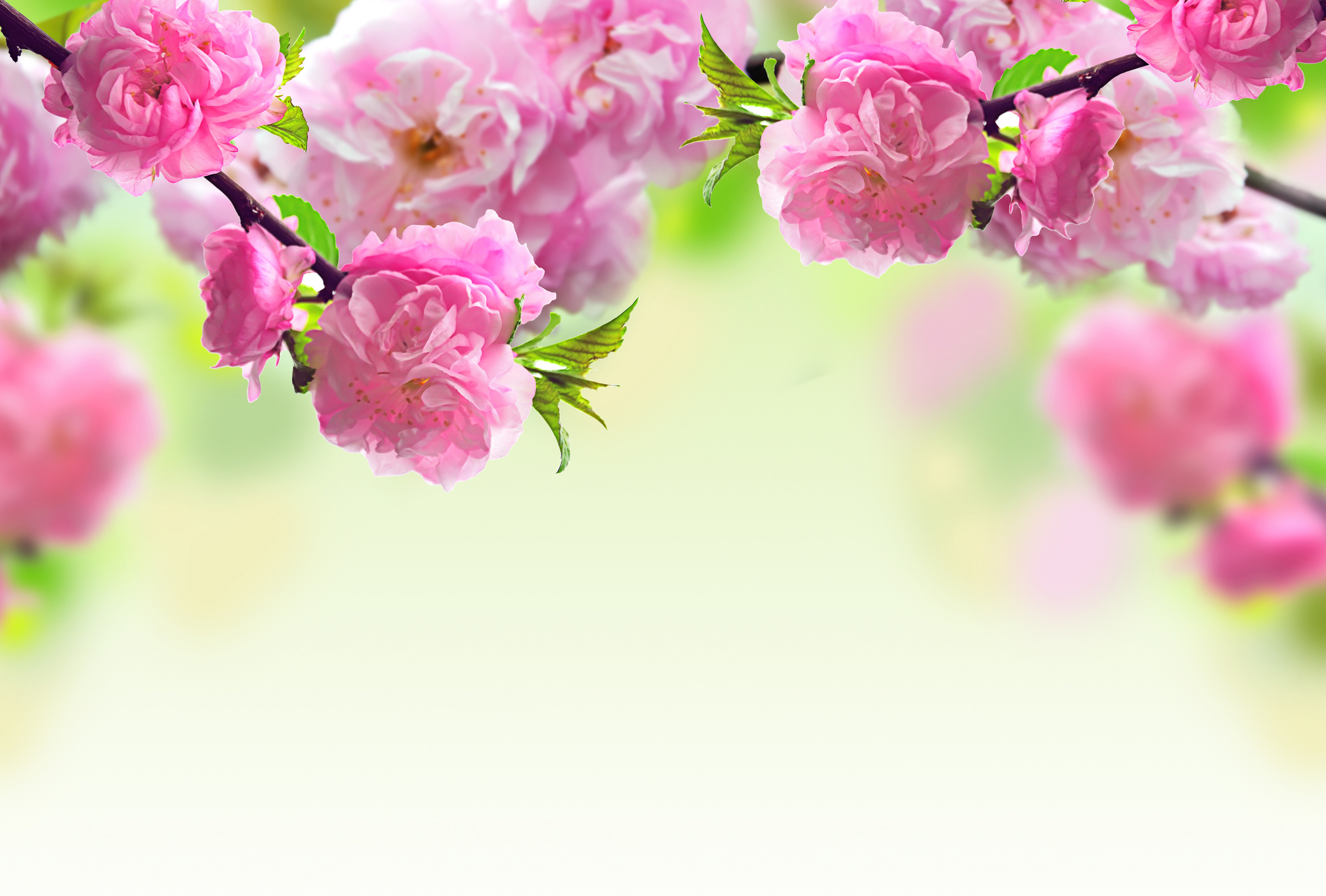 Blossom 4k Ultra HD Wallpaper