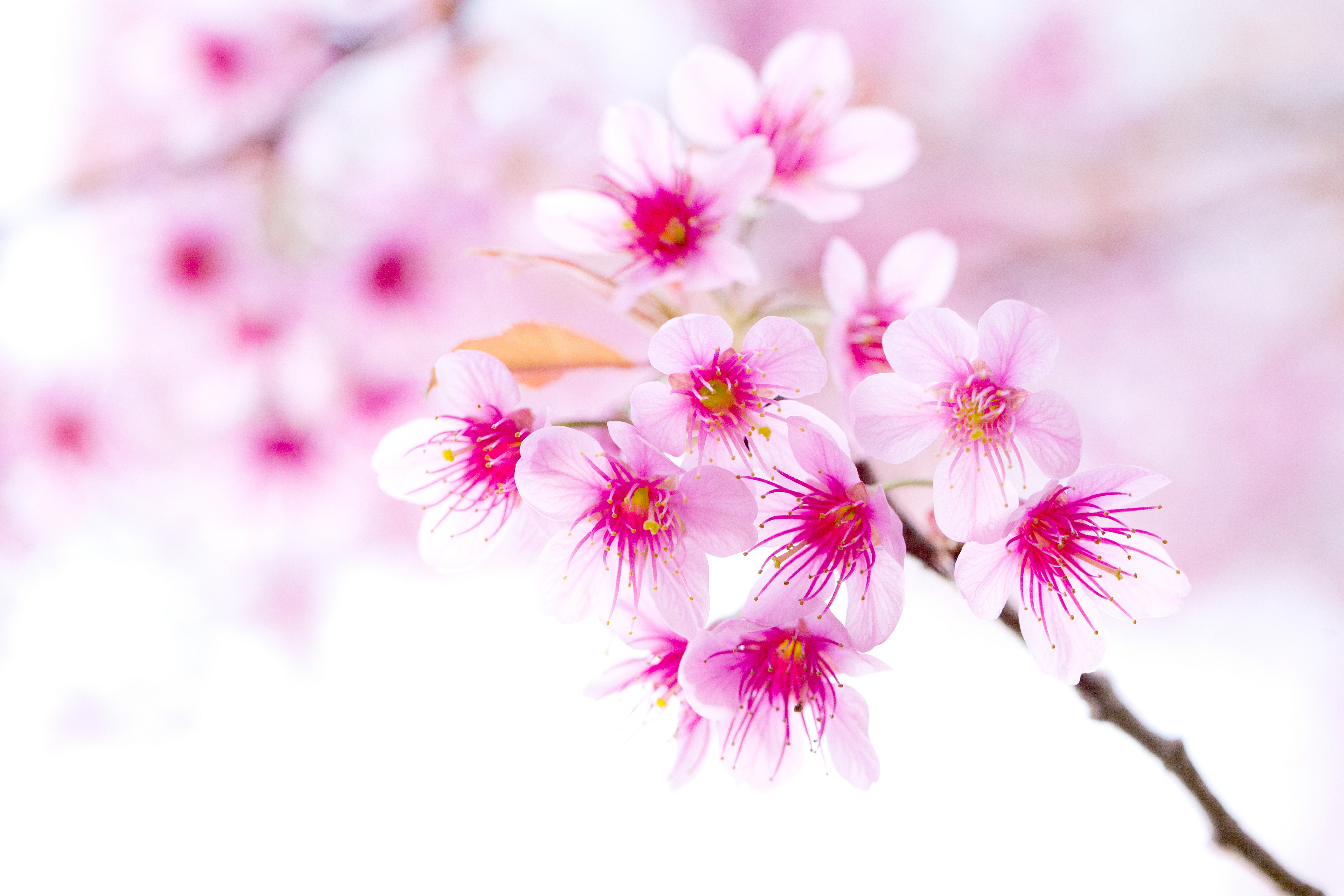 Blossom 8k Ultra HD Wallpaper