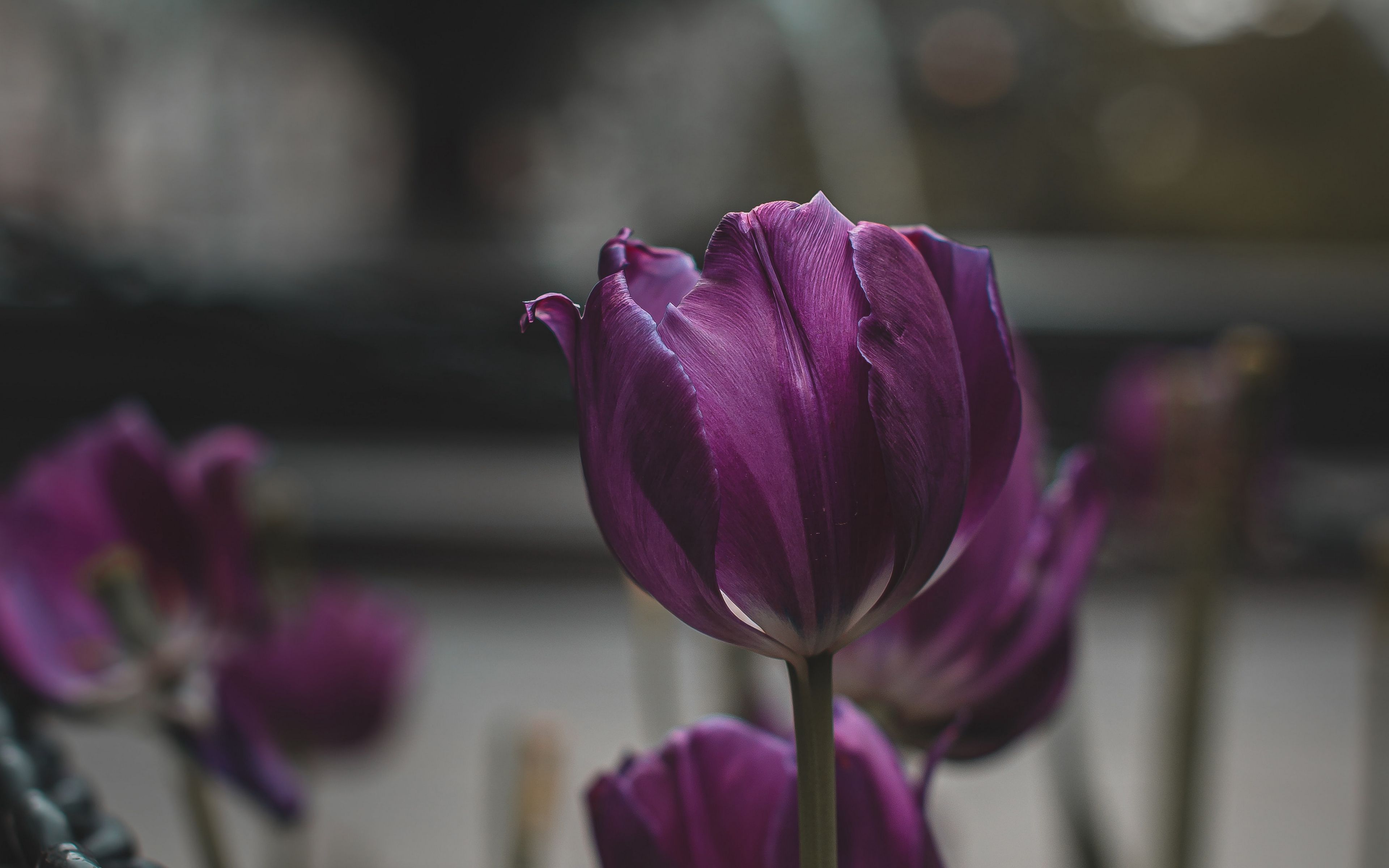Download wallpaper 3840x2400 tulips, purple, flowers, plants, bloom 4k ultra HD 16:10 HD background
