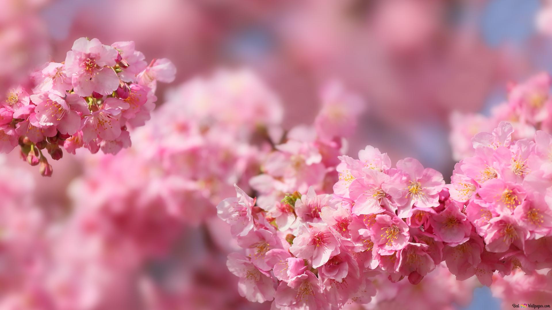 Sakura Flower 4K wallpaper download