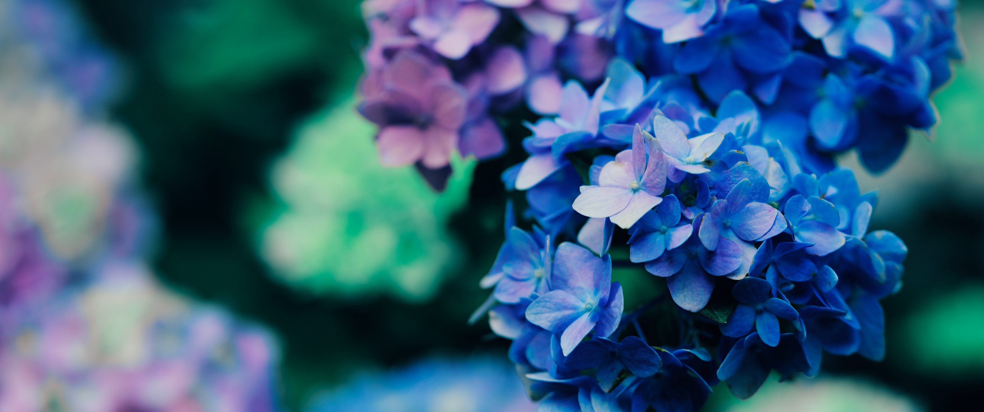 Purple Flowers Wallpaper 4K, Blossom, Plant, Macro, Flowers