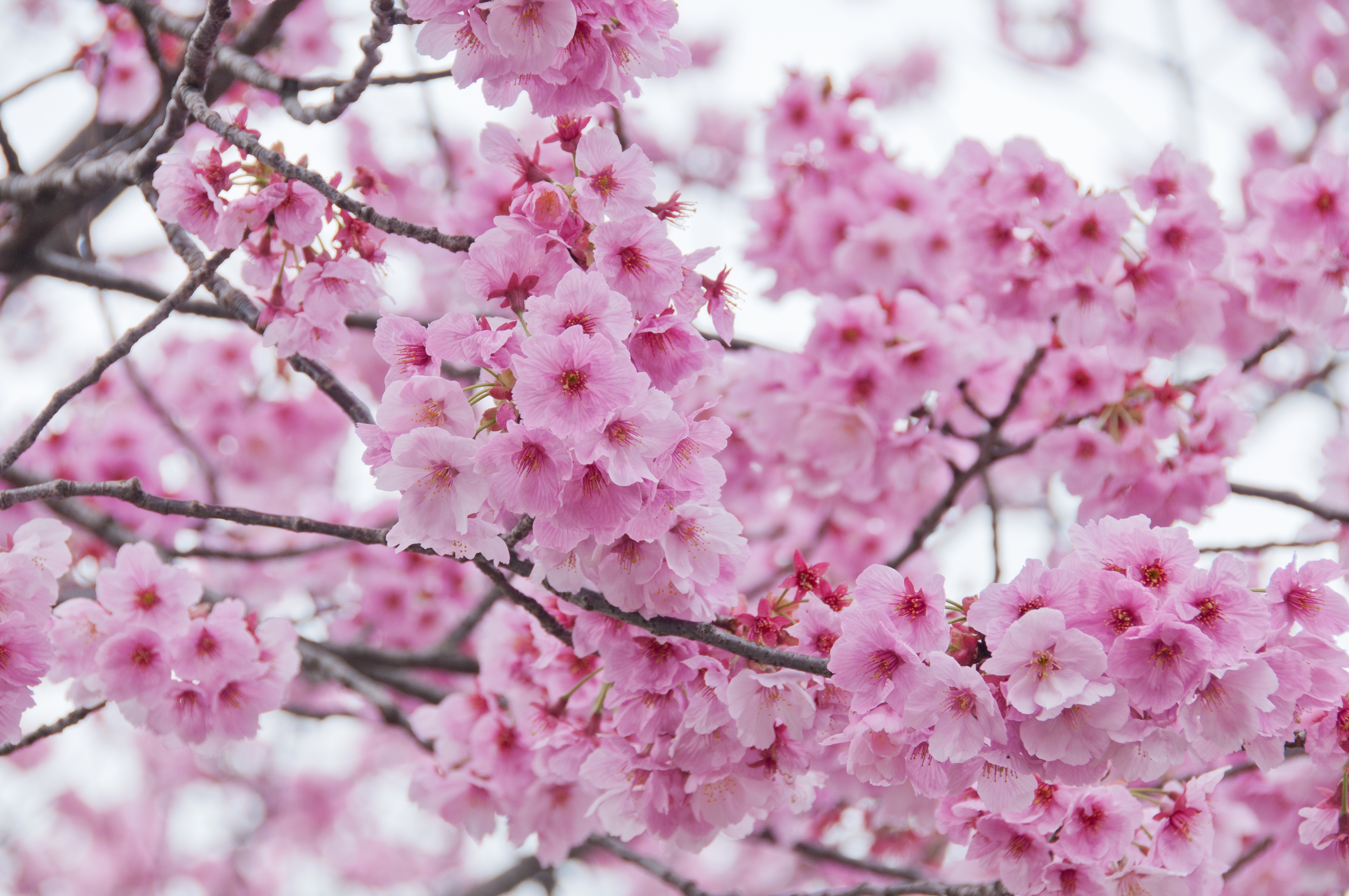 Sakura 4K, Spring, Blossom, Branch Gallery HD Wallpaper