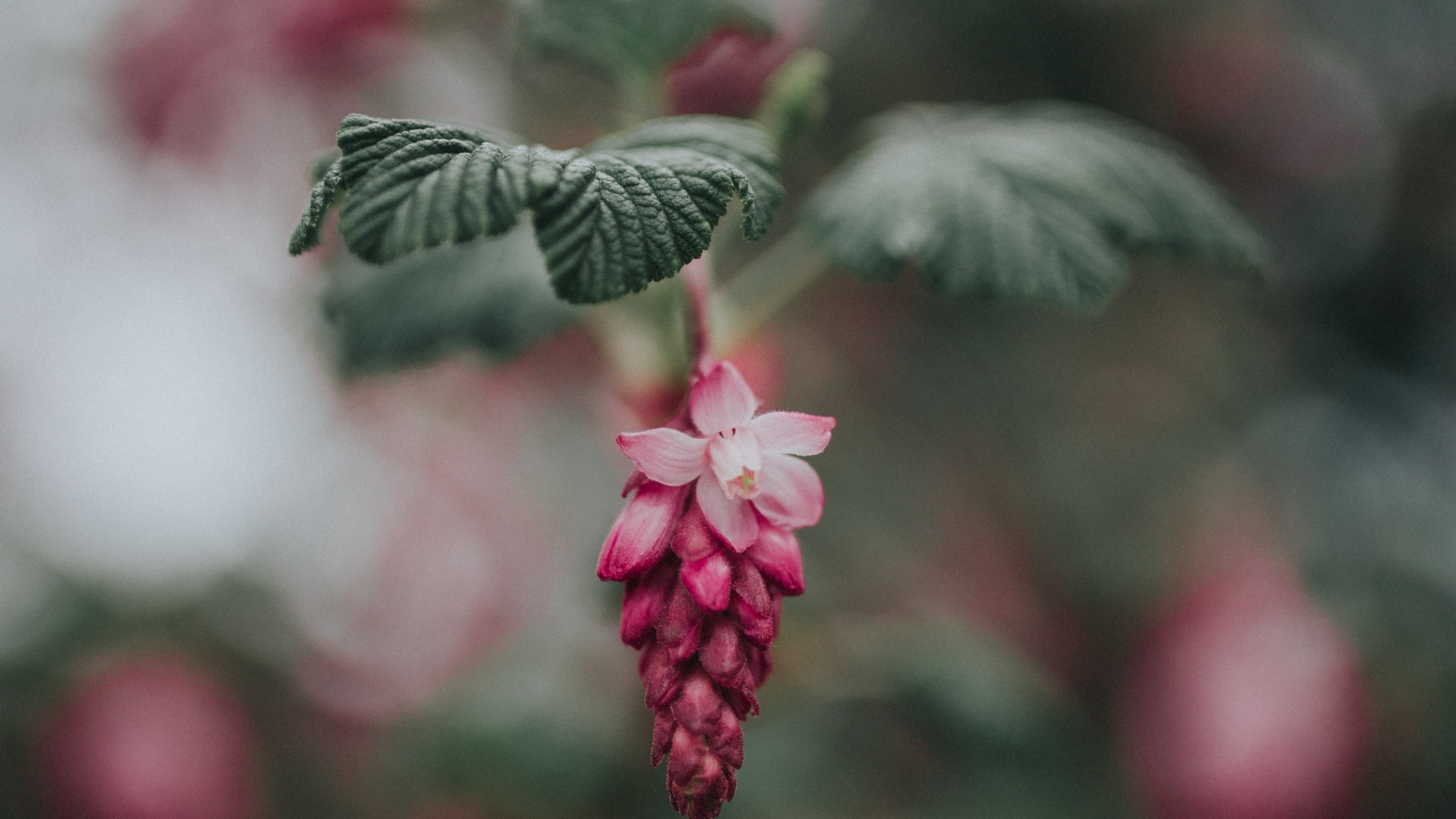 Pink Flower bloom HD Wallpaper 4K Ultra HD