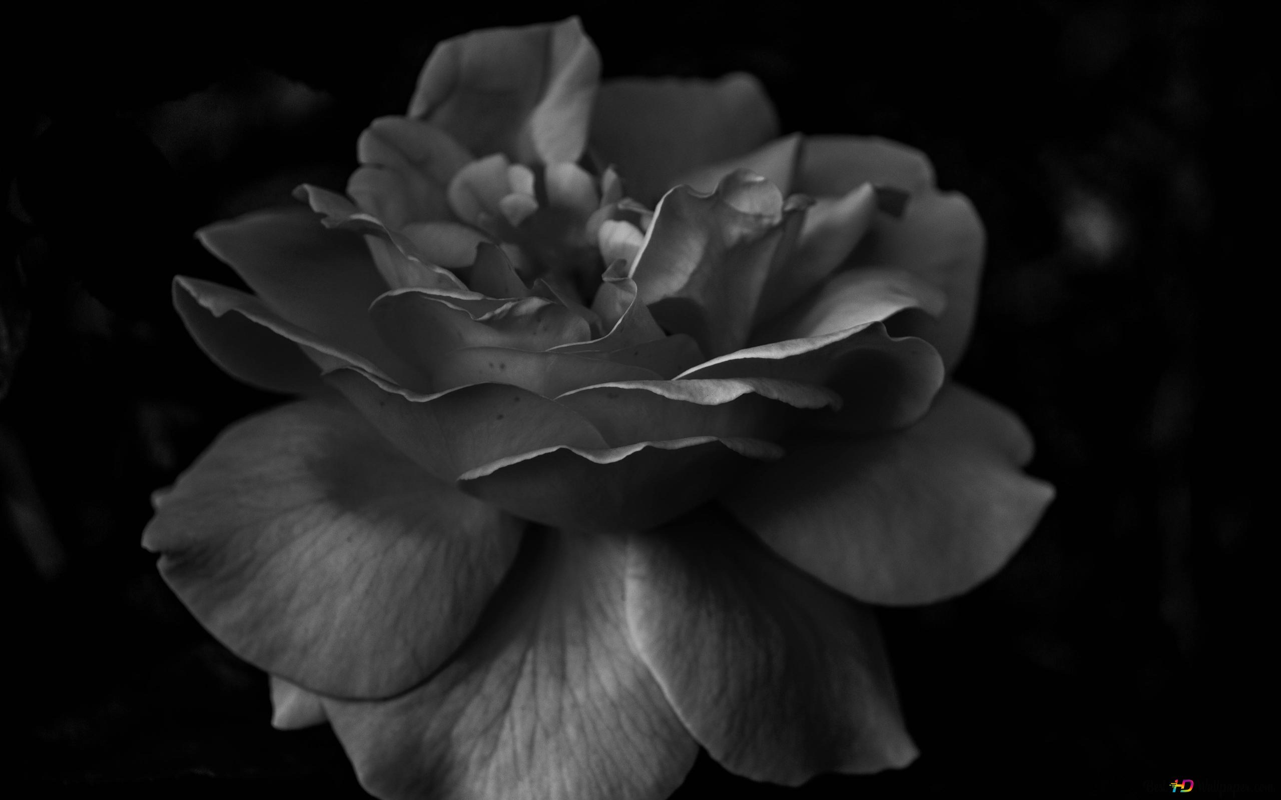 Full bloom 4K wallpaper download