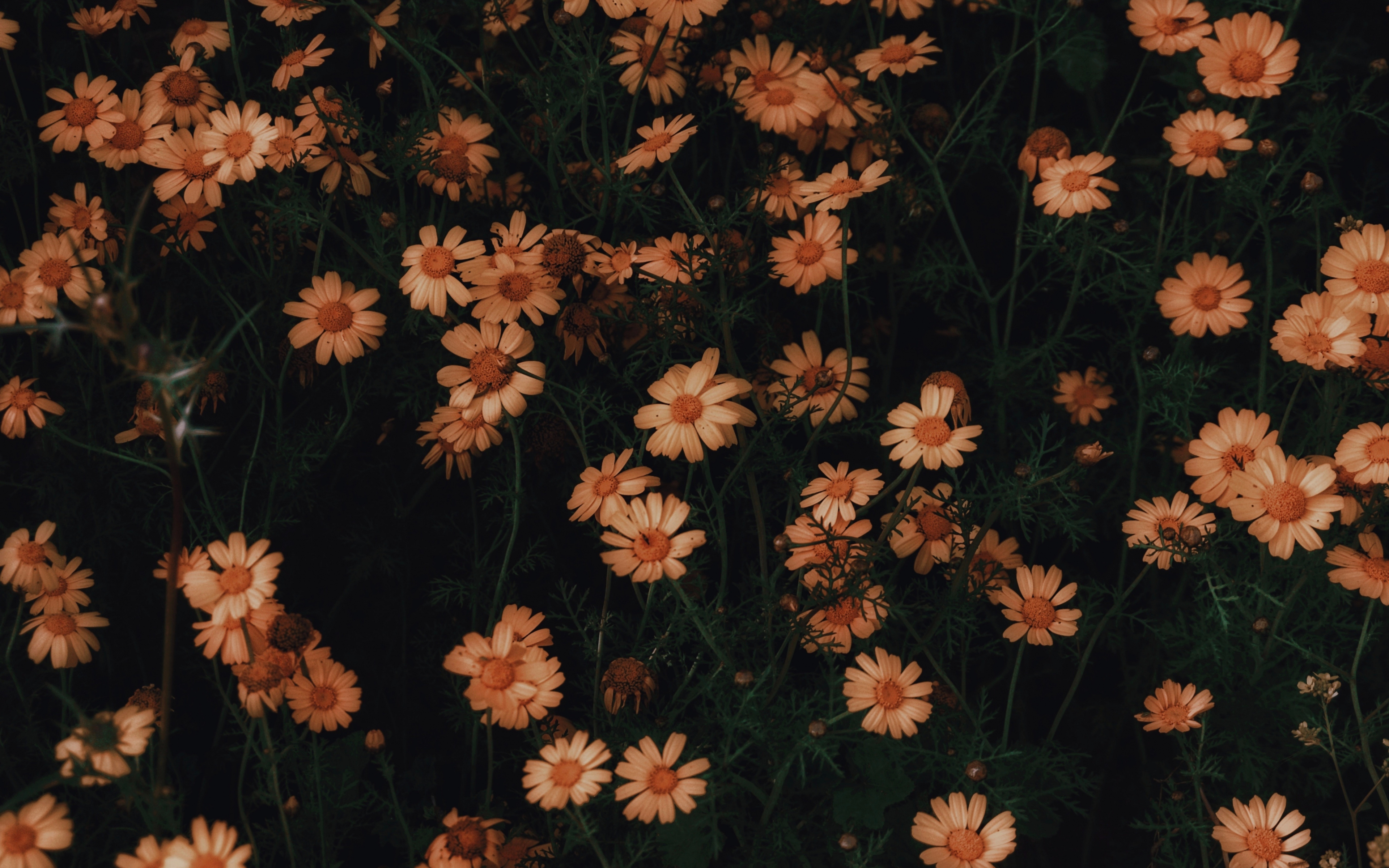 Download wallpaper 3840x2400 chamomile, flowers, bloom 4k wallaper, 4k ultra HD 16:10 wallpaper, 3840x2400 HD background, 21638