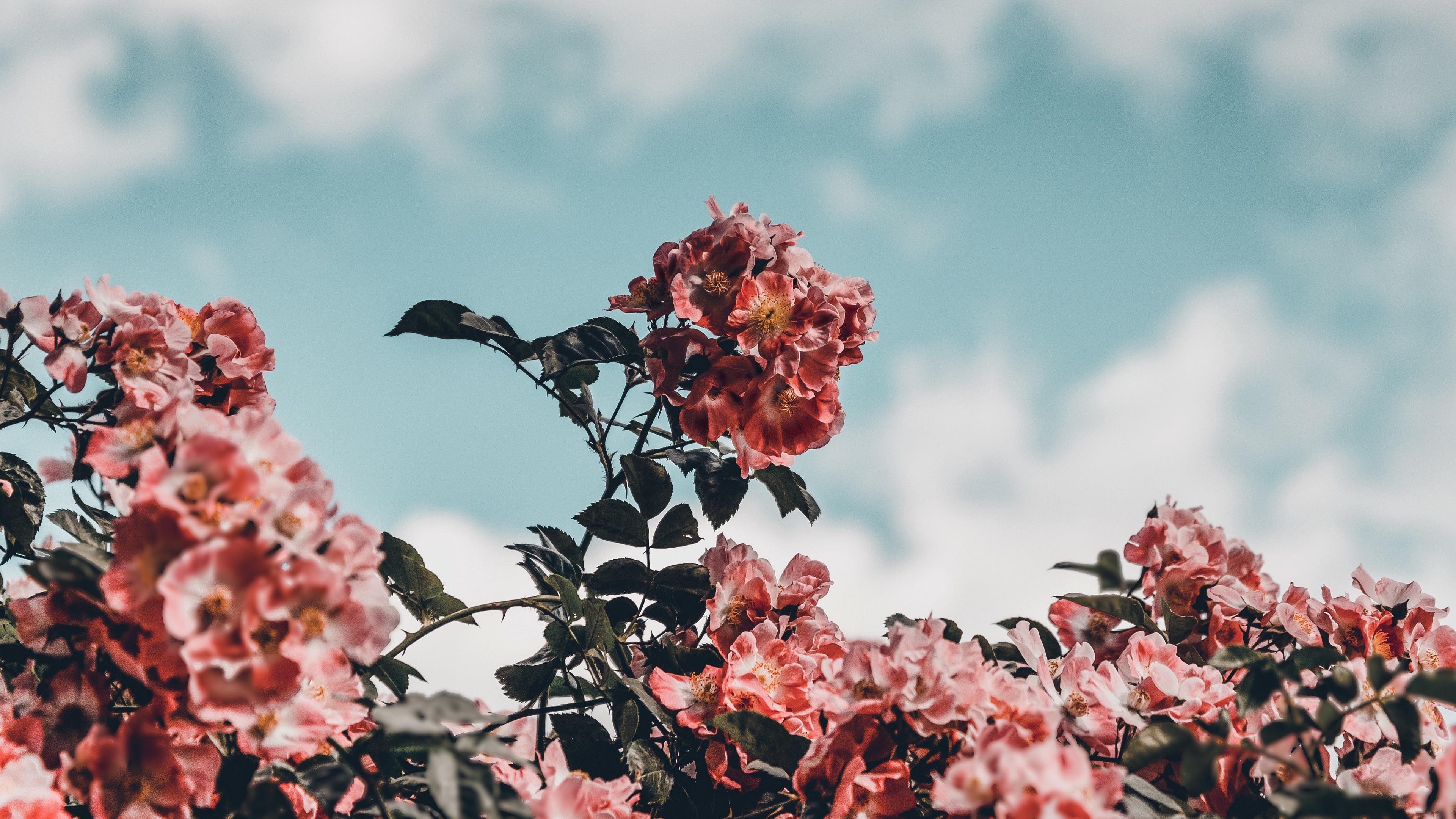 Wallpaper 4k flowers, bloom, bush, sky 4k Wallpaper