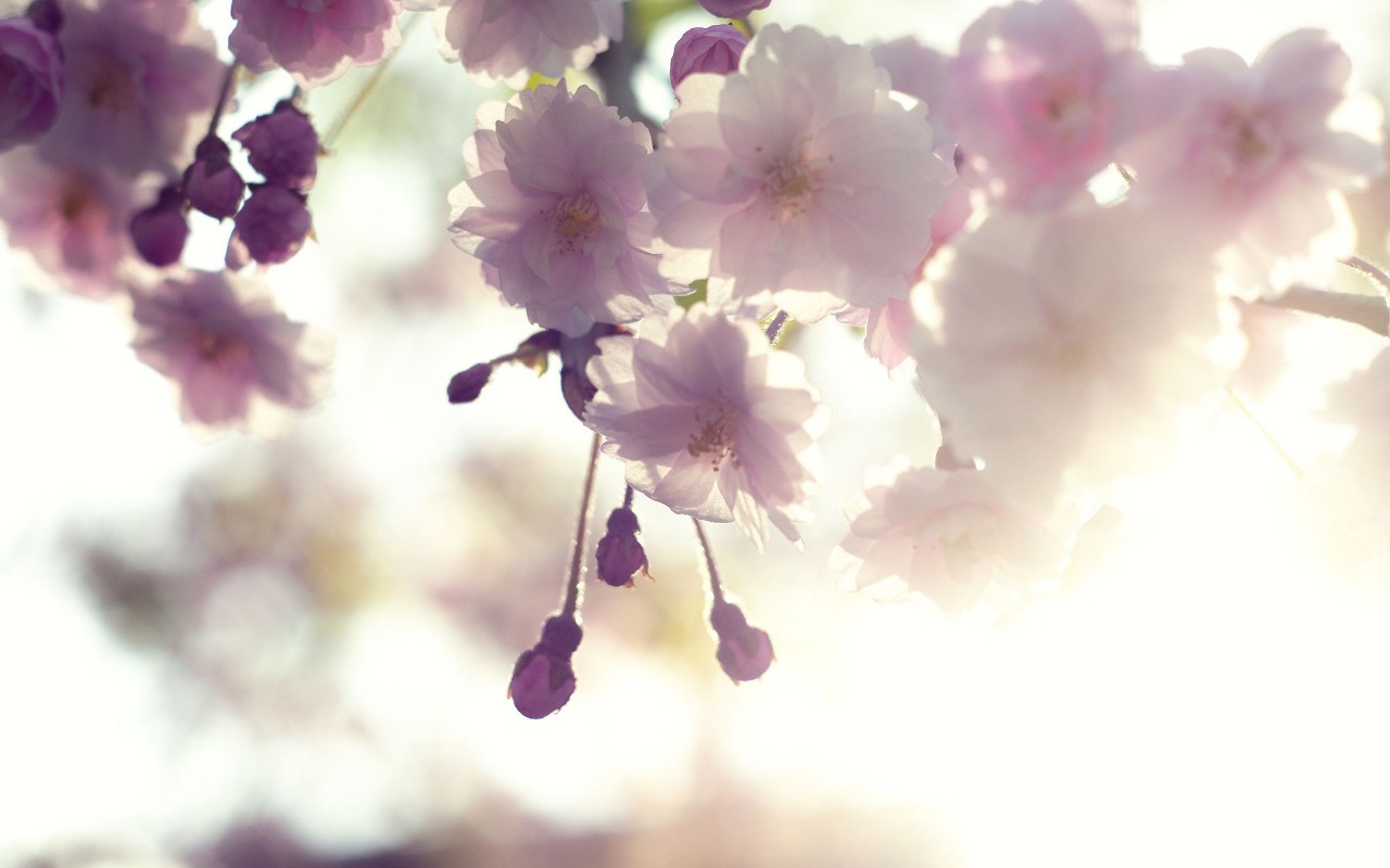 Pink cherry blossom, light, flower, flowers wallpaper. Pink cherry blossom, light, flower, flowers