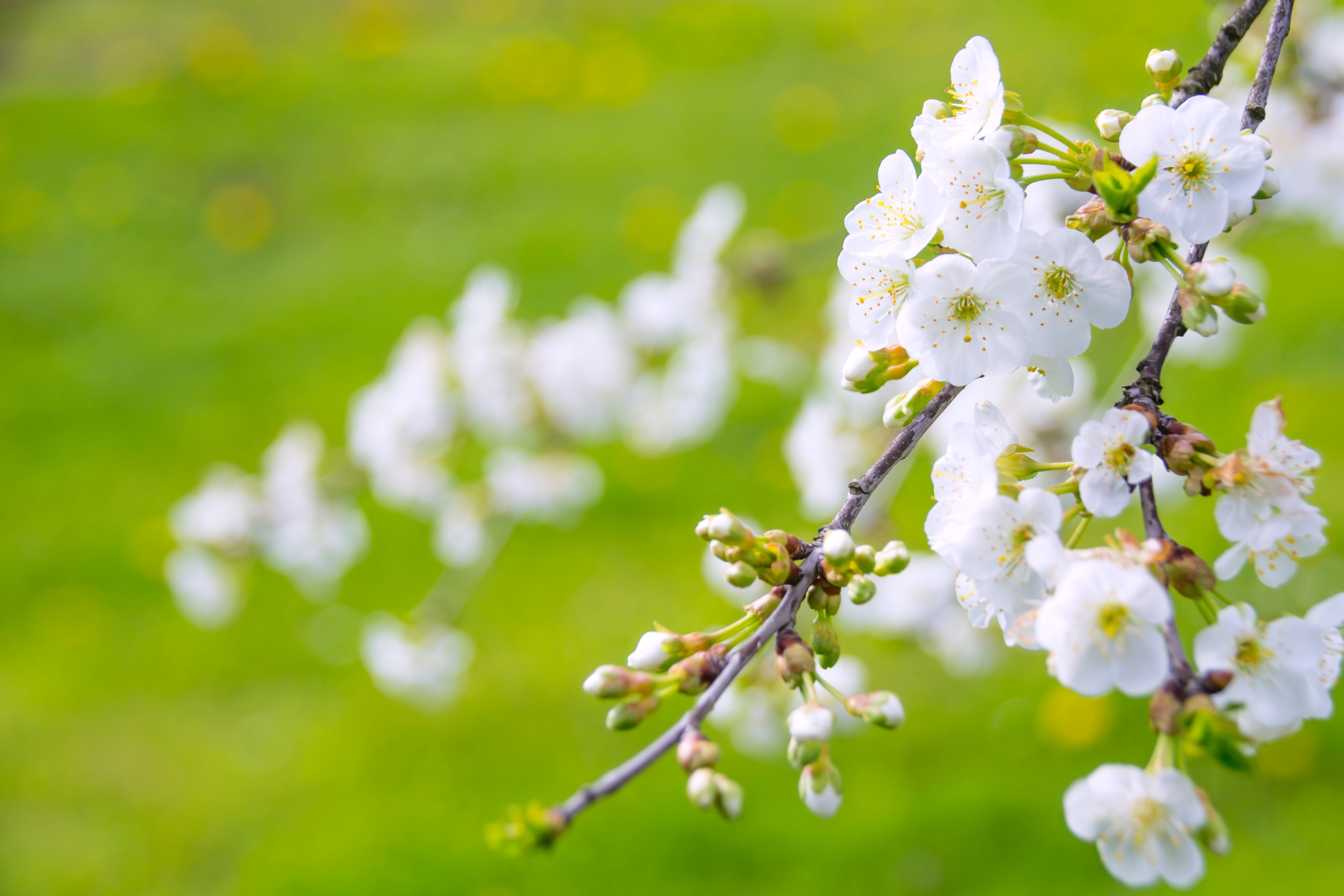 Blossom 4k Ultra HD Wallpaper
