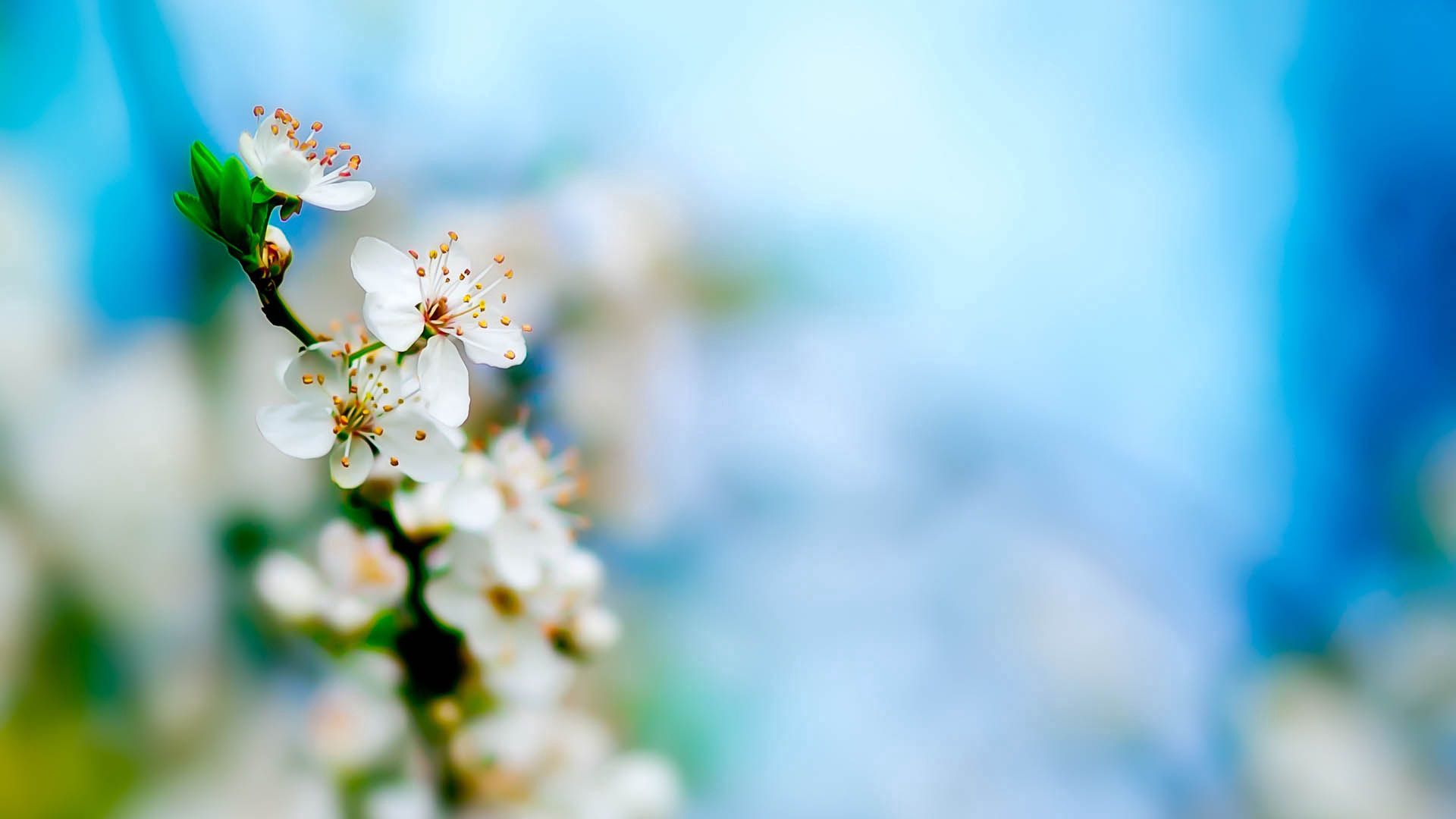 HD desktop wallpaper: Macro, Blur, Smooth, Flowering, Plant, Bloom download free picture