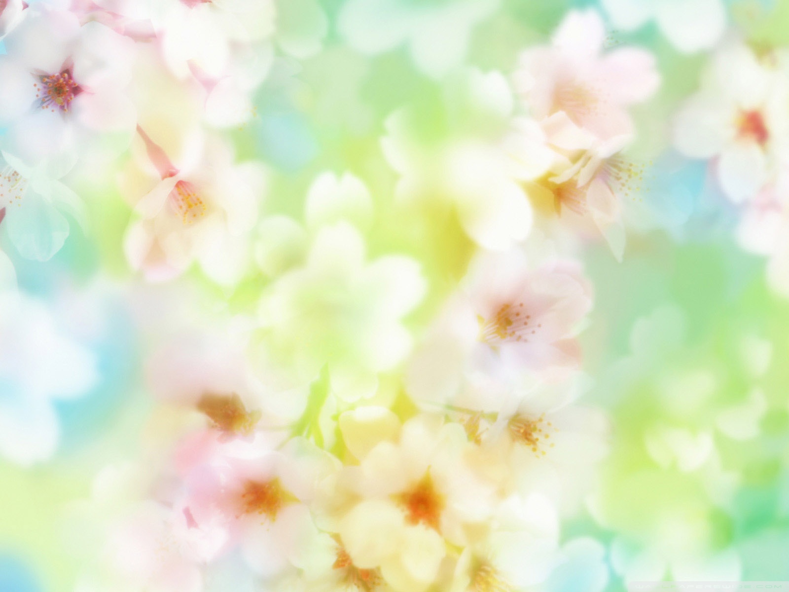 Blooming Flowers 2 Ultra HD Desktop Background Wallpaper for 4K UHD TV, Widescreen & UltraWide Desktop & Laptop