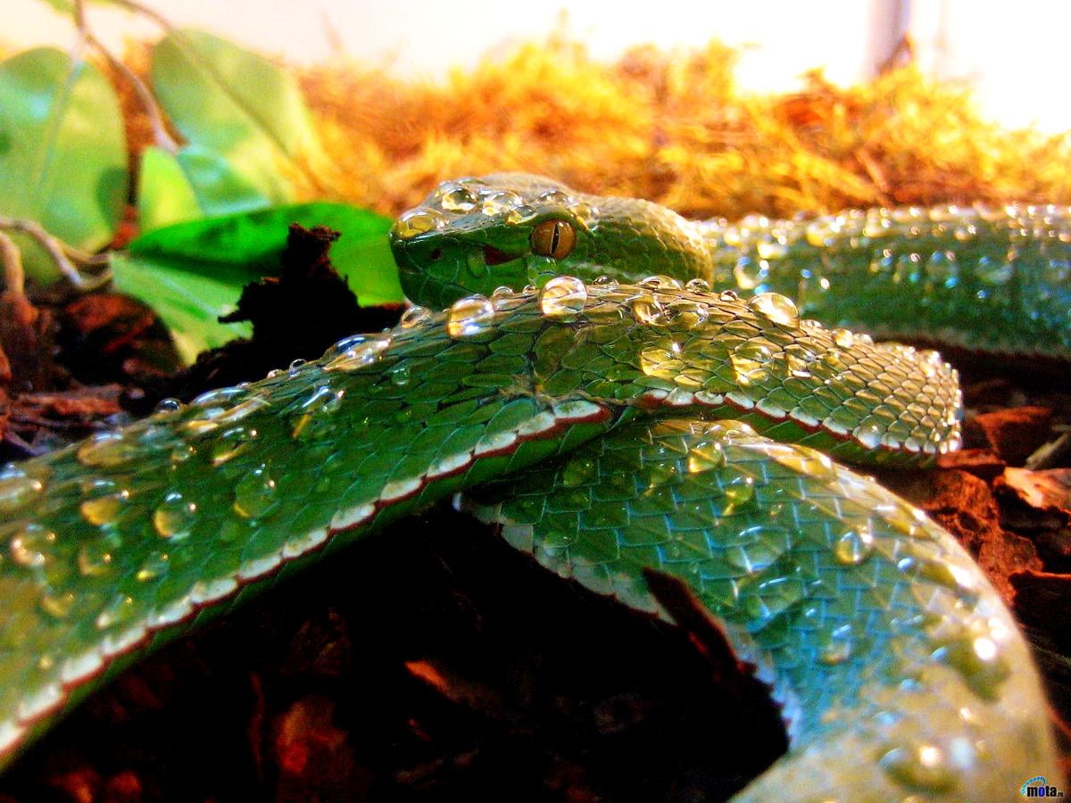 Snake wallpaper HD. Download Free background