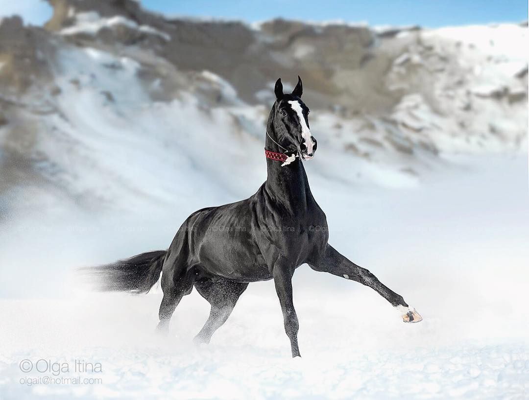 On The Photo Is The Incomparable Black Akhal Teke Stallion Garadogan. It Is Embodiment Of The Beauty And Grace, Which These. Horses, Akhal Teke, Akhal Teke Horses