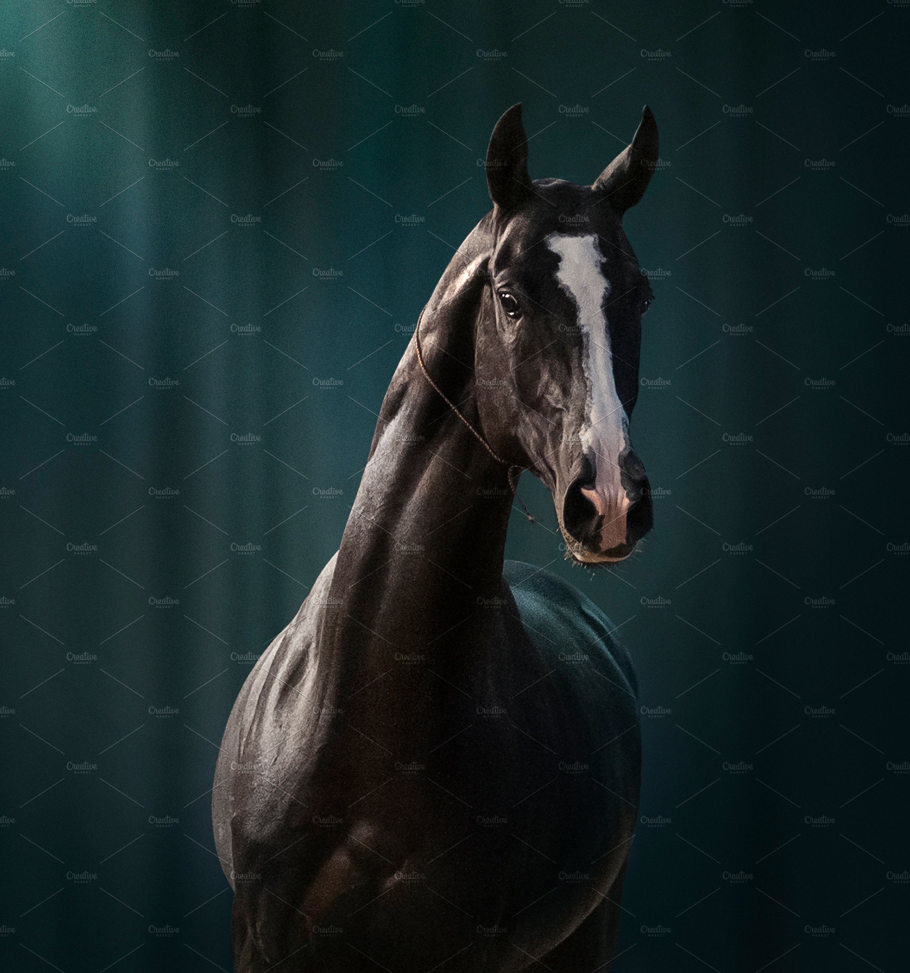 Black Akhal Teke Stallion Portrait. Animal Creative Market