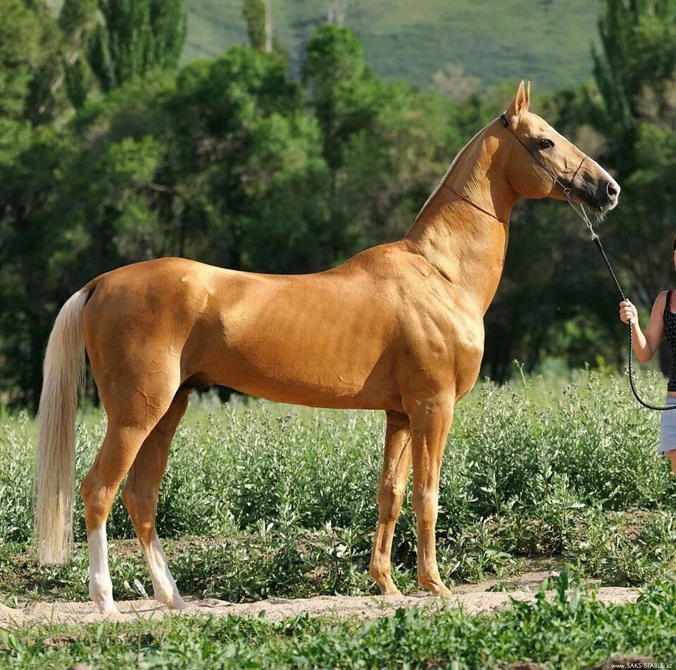 Palomino akhal teke. Лошадиные породы, Лошадь паломино, Фотографии лошадей