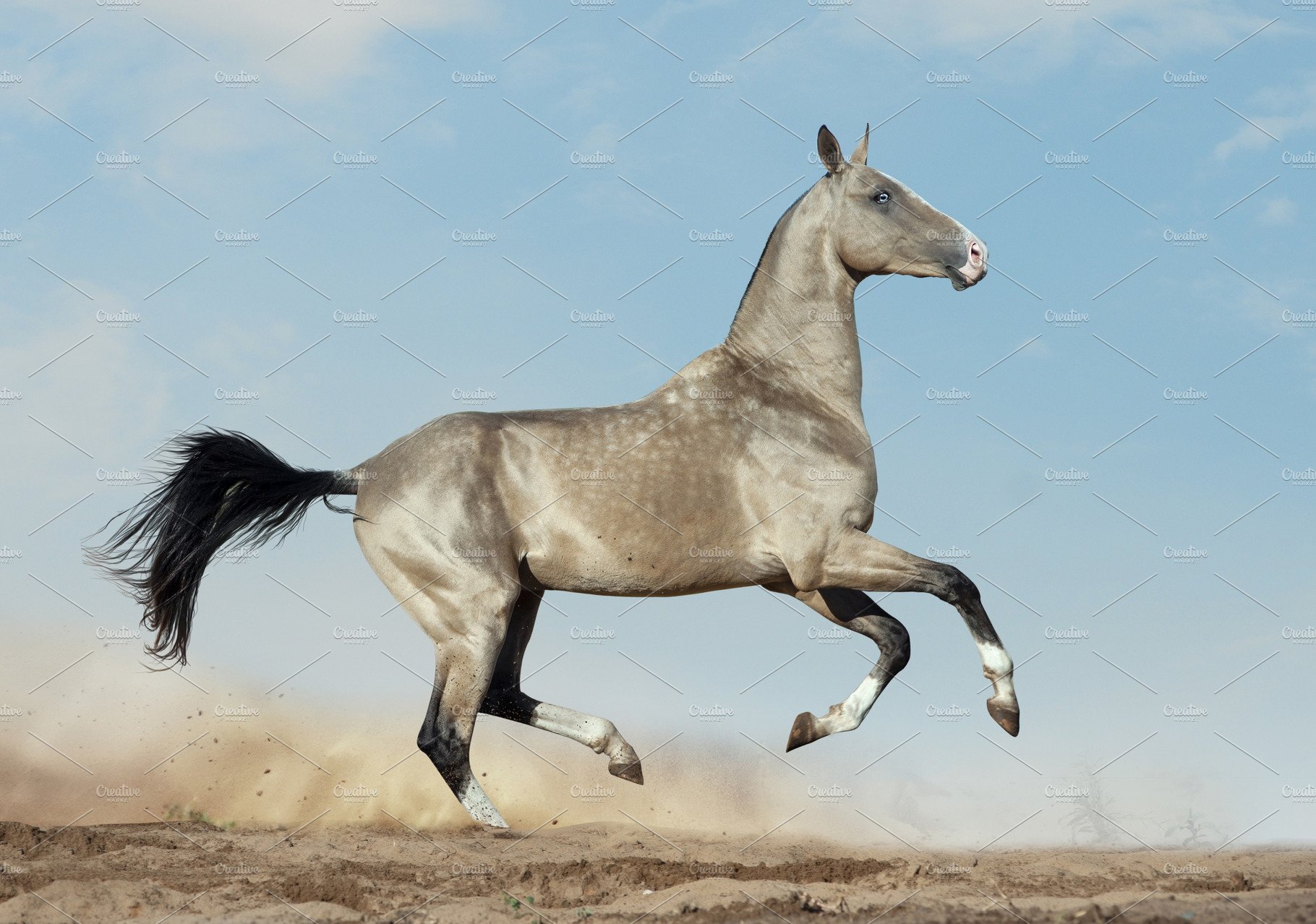 Akhal Teke Horse In Desert. Animal Creative Market