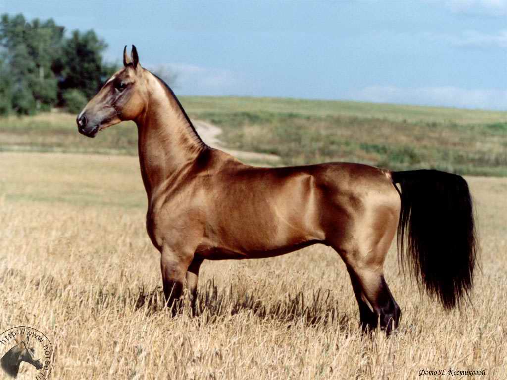 Akhal Teke horses