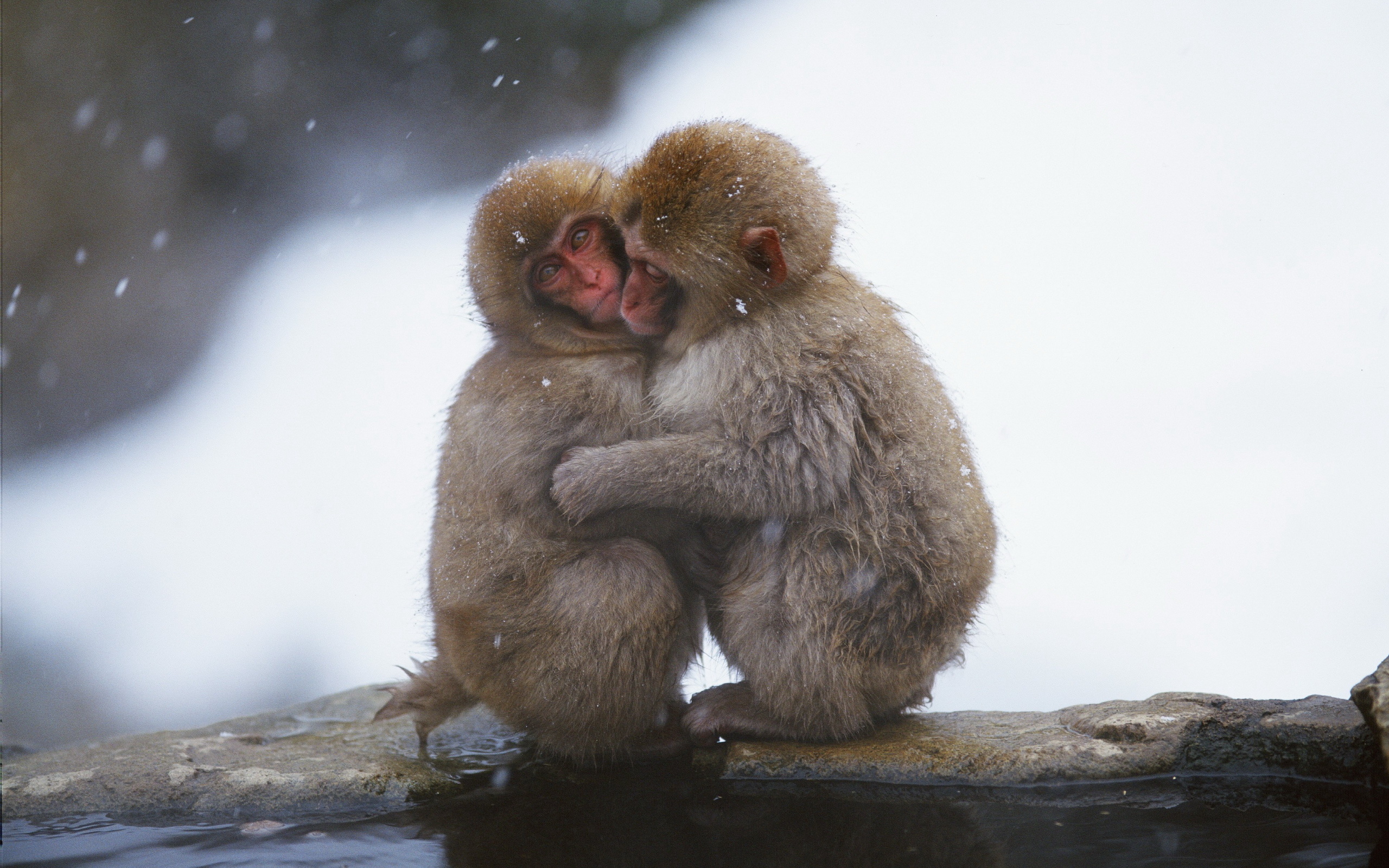 Japanese Macaque HD Wallpaper and Background