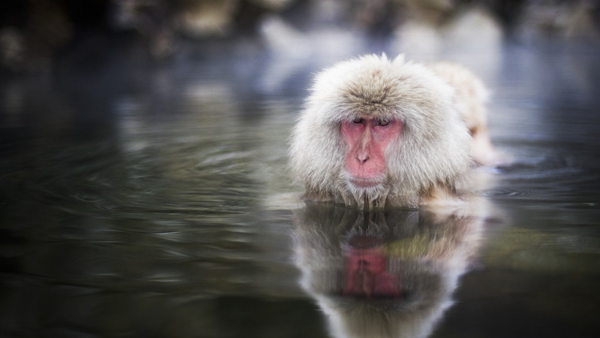 water, Animals, Snow, Monkey, Japanese, Macaque Wallpaper HD / Desktop and Mobile Background