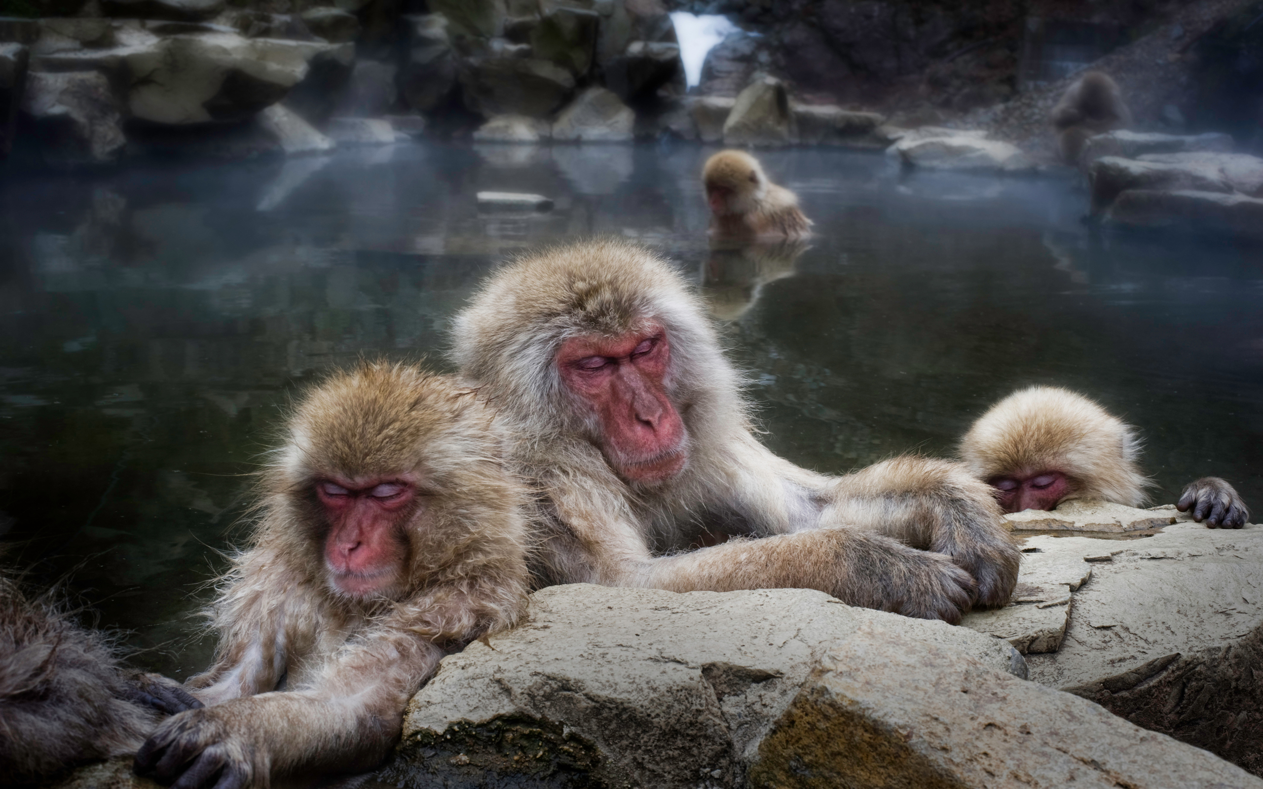 Sleeping snow monkeys desktop wallpaper