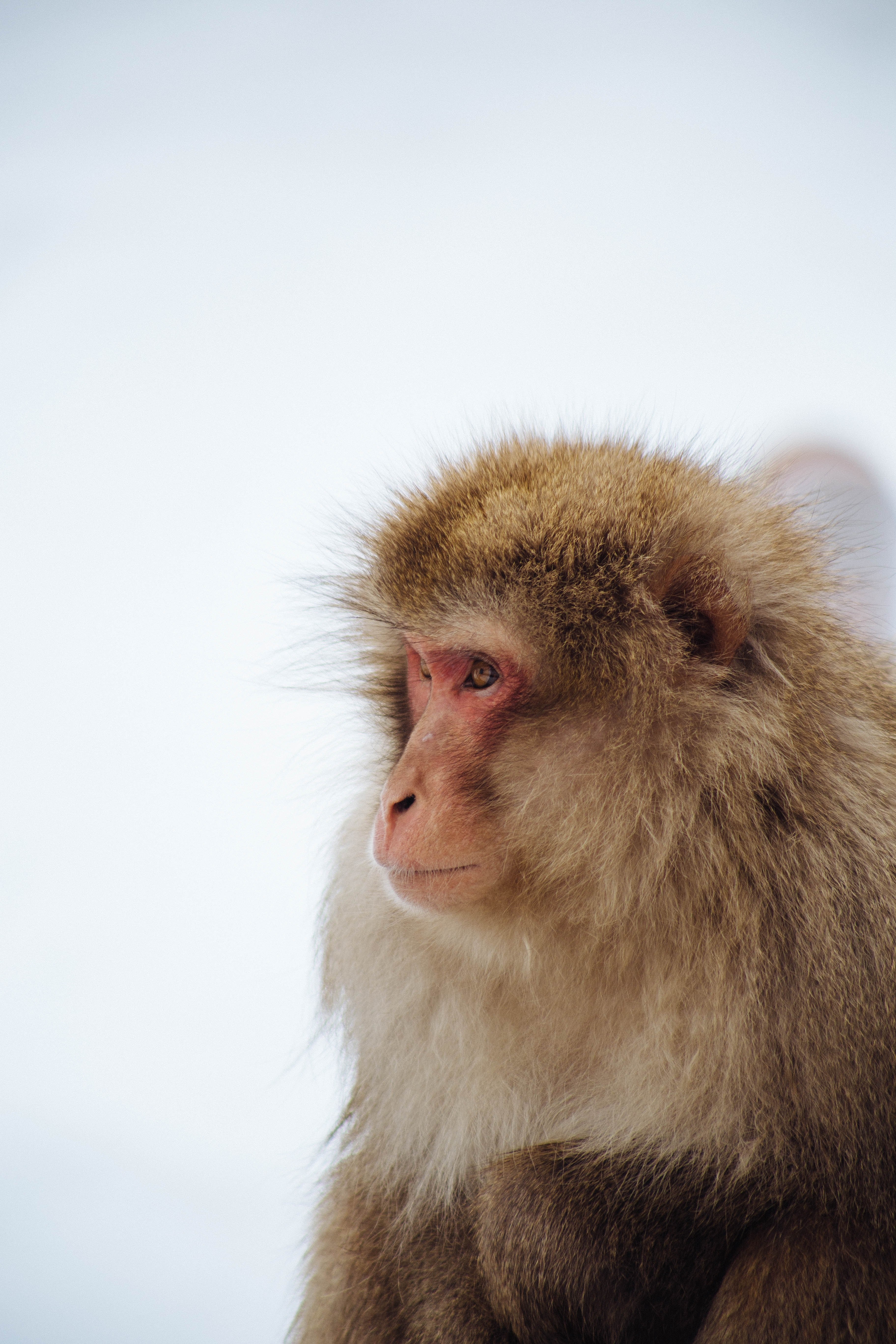 Wallpaper / a snow monkey niseko, snow 4k wallpaper free download
