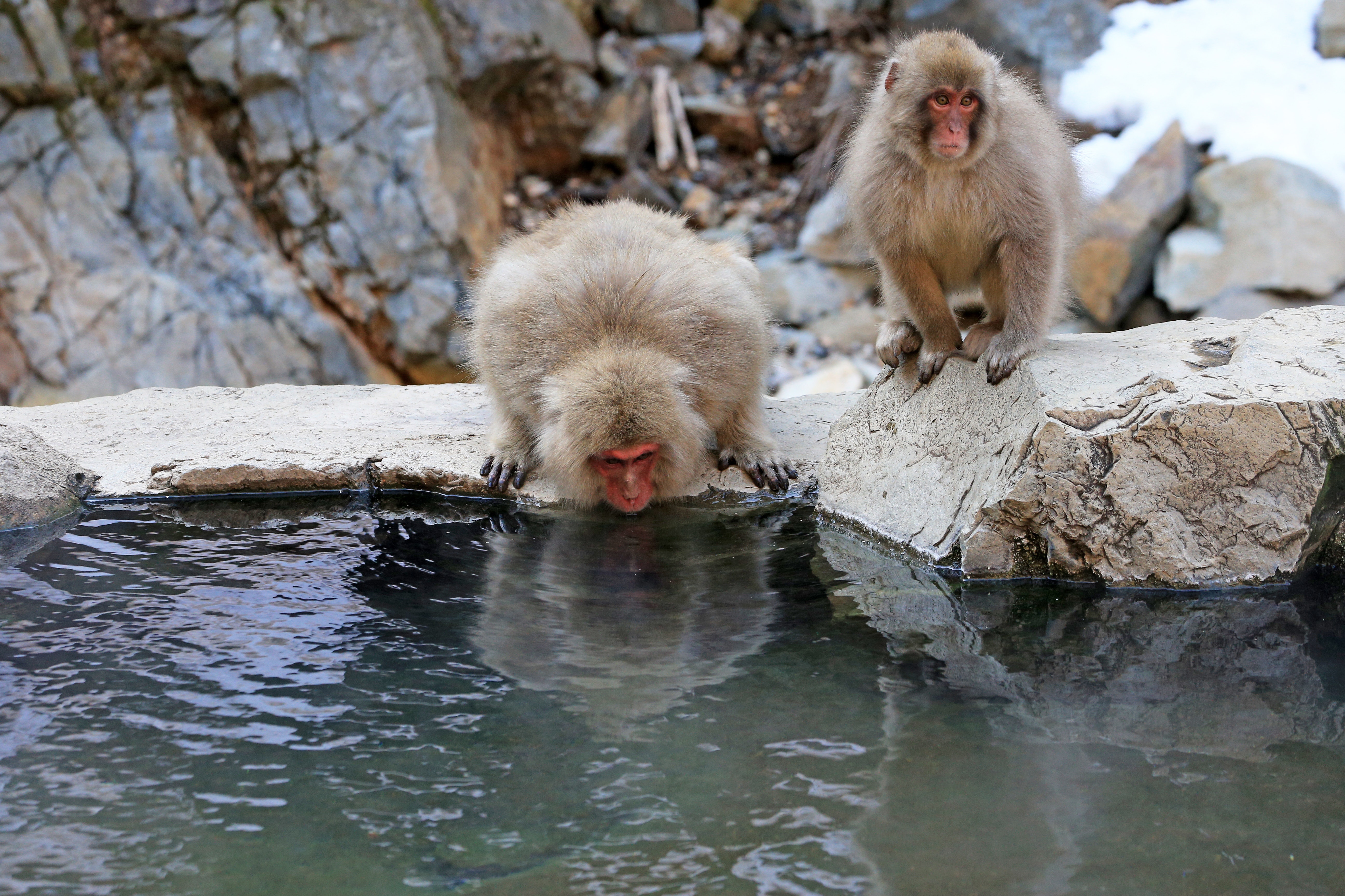 Snow Monkey Photo, Download The BEST Free Snow Monkey & HD Image