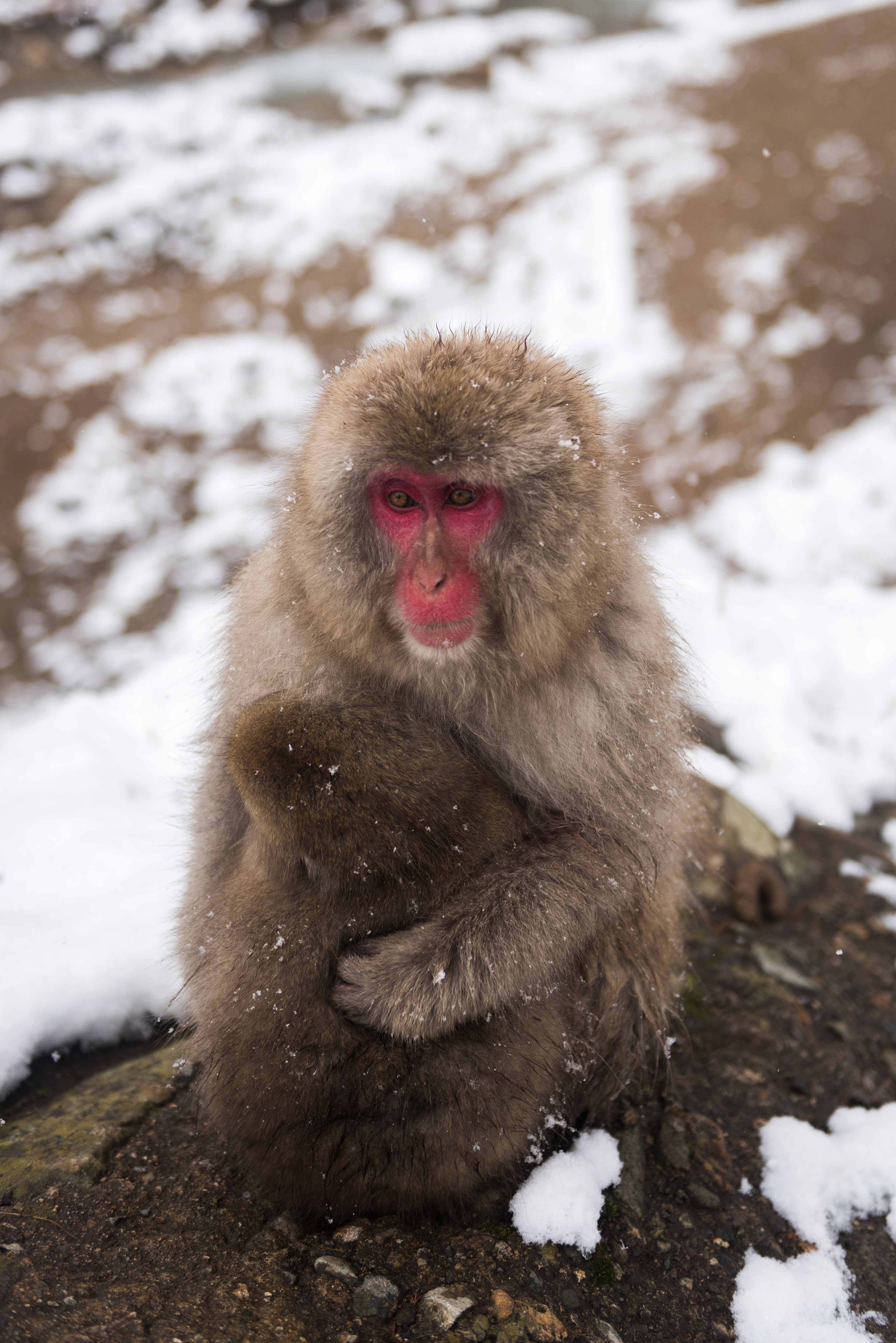 Wallpaper / monkey ape snow and mountain HD 4k wallpaper free download