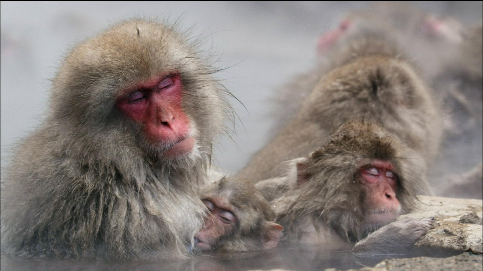 Japanese Snow Monkeys Soak in Hot Springs. Nature. THIRTEEN York Public Media