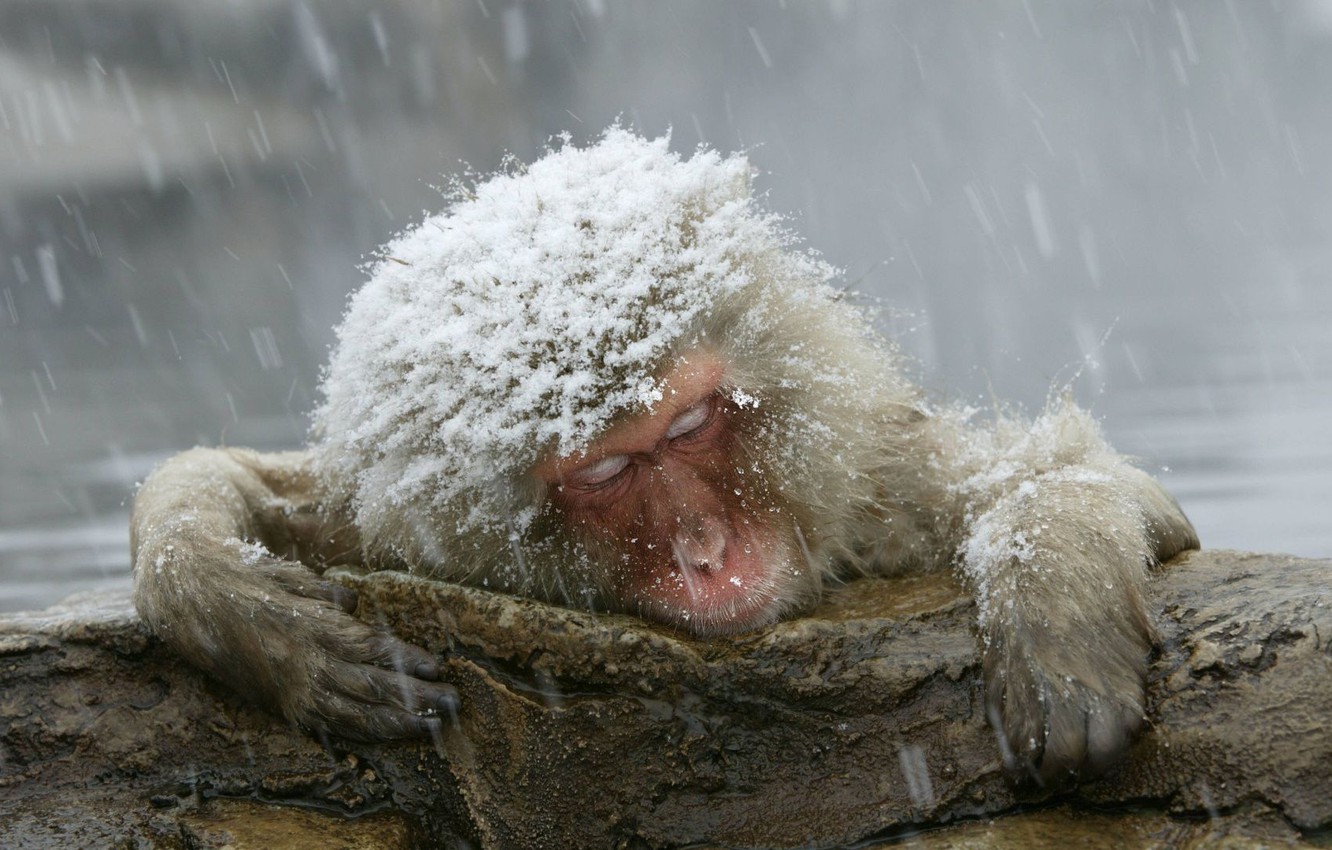 Wallpaper snow, monkey, the primacy of, Japanese macaques image for desktop, section животные