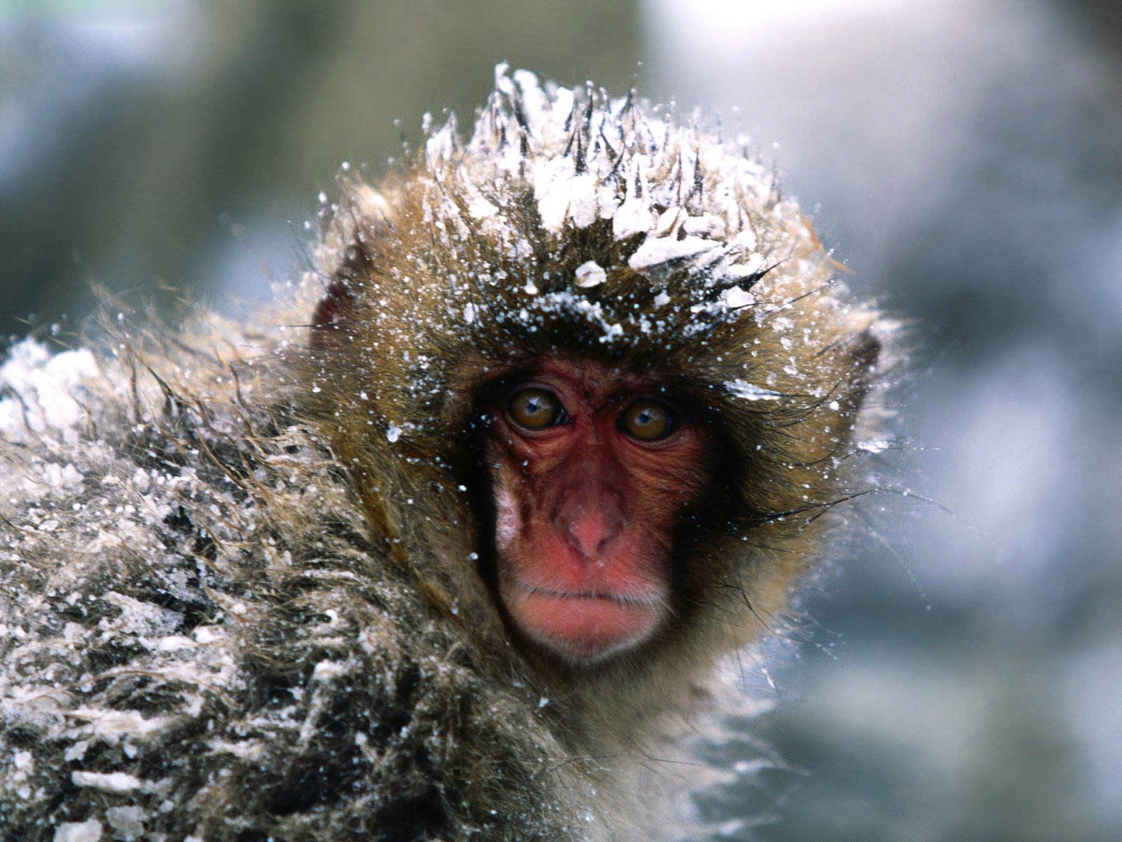 Snow Monkey Wallpaper and Background