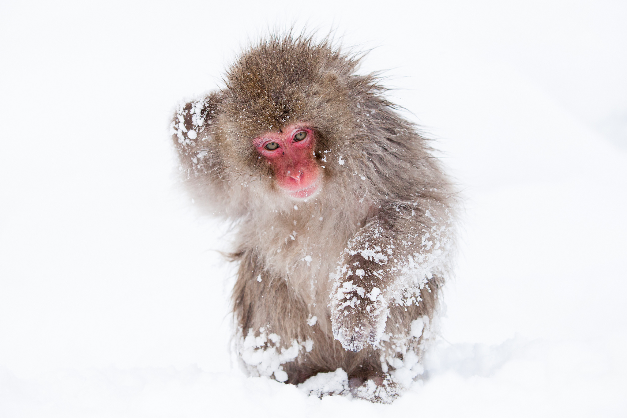 Japanese Macaque HD Wallpaper and Background