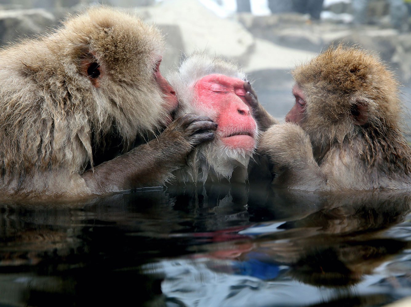 Photos: Japanese Macaque Monkeys Groom Themselves in Hot Spring