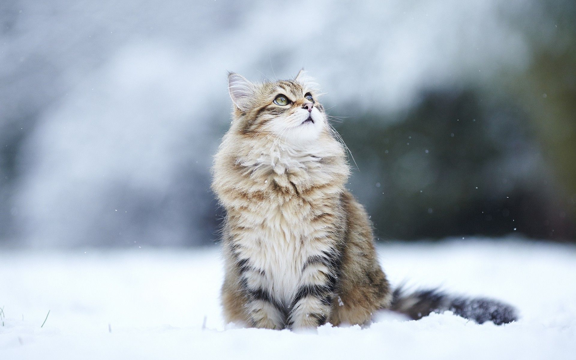 cat in the snow. Норвежская лесная кошка, Самые милые животные, Сумасшедшие кошки