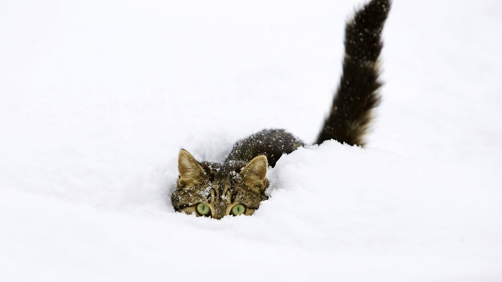 Cats in Snow Wallpaper