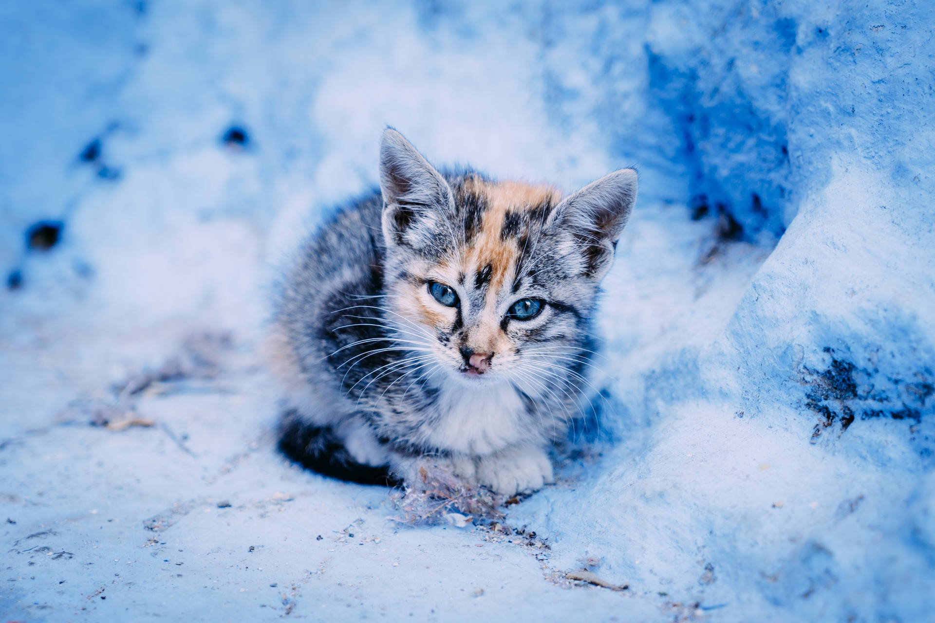 Kittens In The Snow Wallpapers - Wallpaper Cave