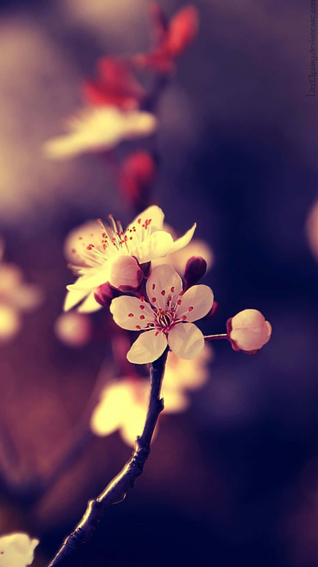 Cute Flower Wallpaper