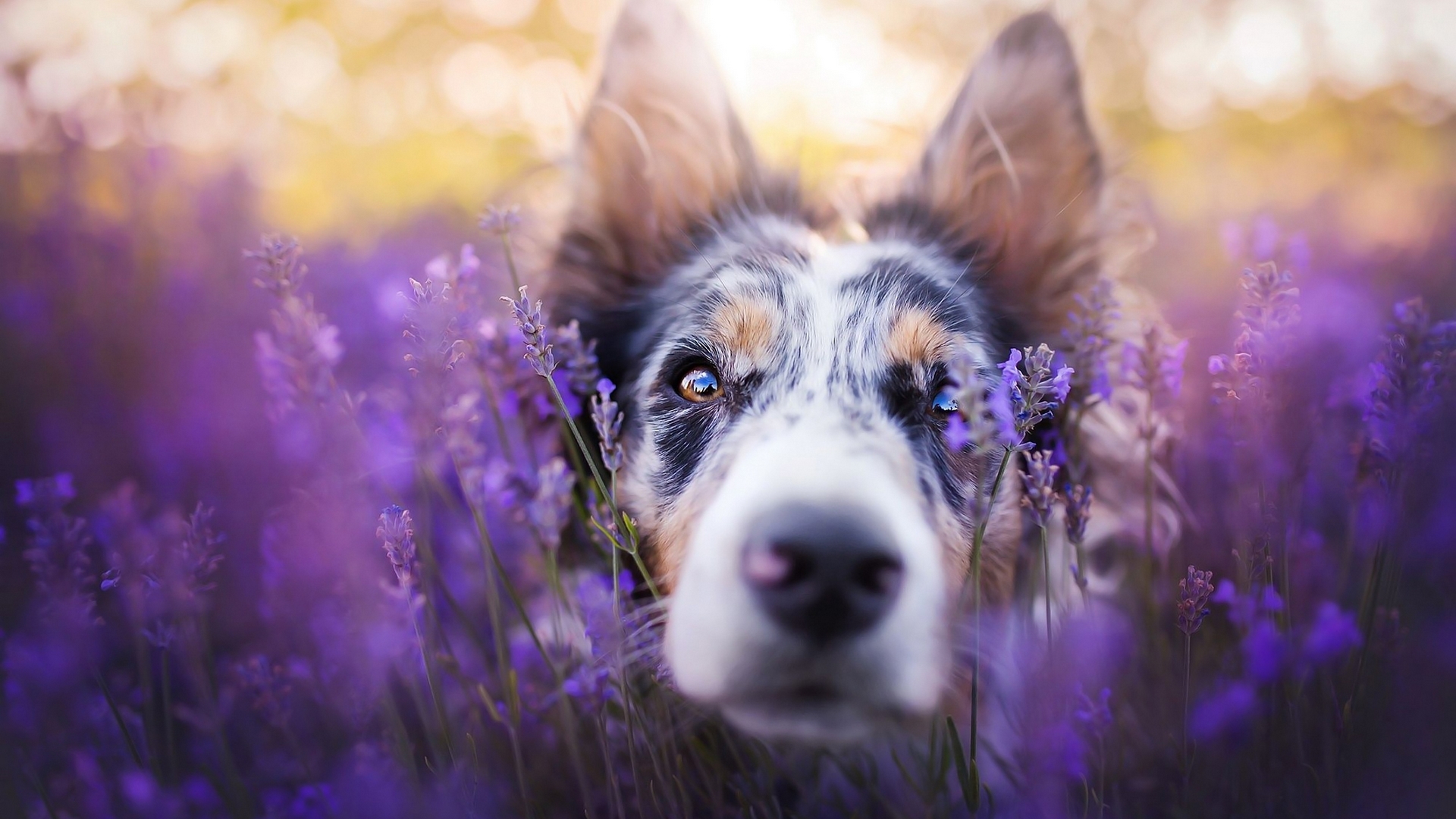 Wallpaper / australian shepherd, purple, caine, flower, summer, dog, animal free download